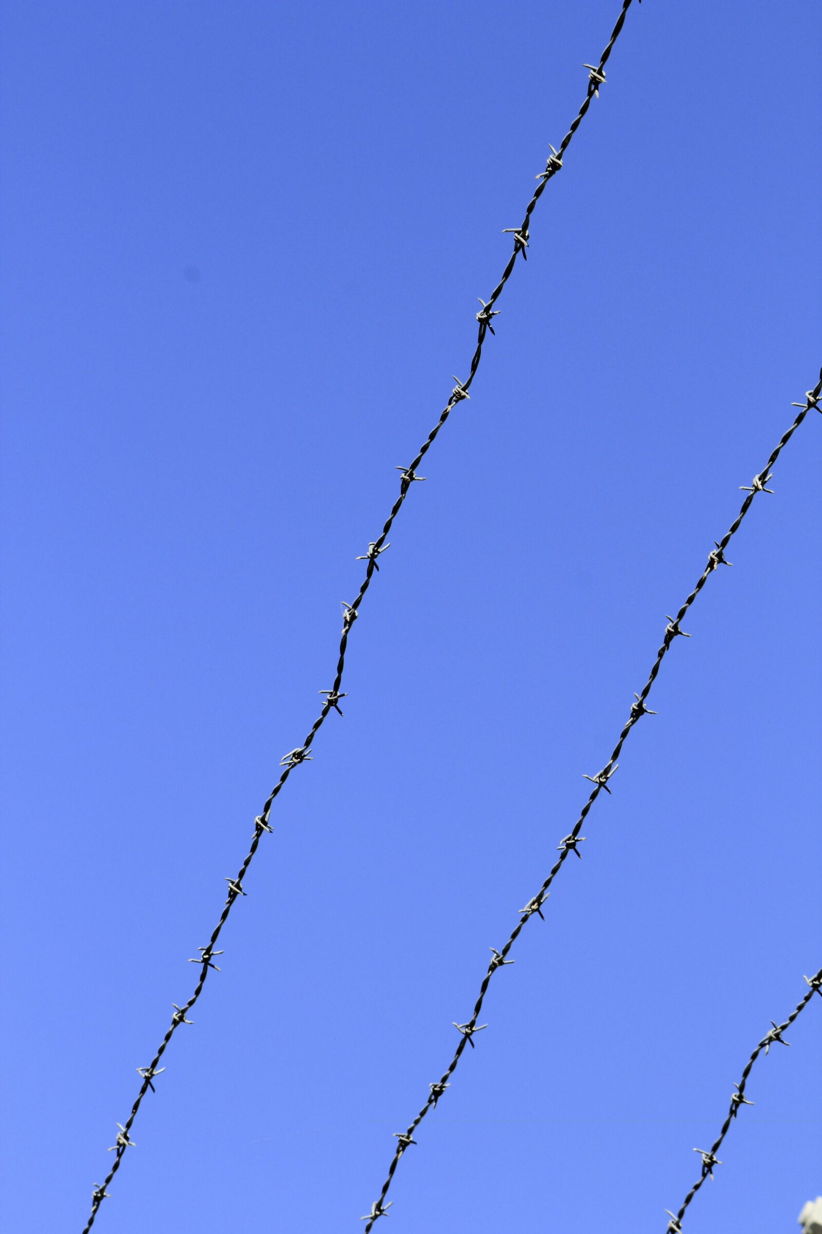 Canon EOS 550D (EOS Rebel T2i / EOS Kiss X4) sample photo. Barb wire, barbwire, wire photography