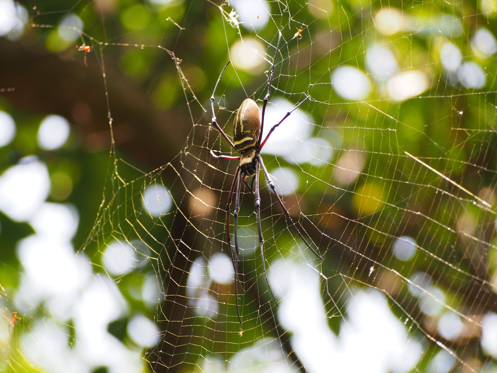 Olympus OM-D E-M5 sample photo. Spider, netting, hunting photography