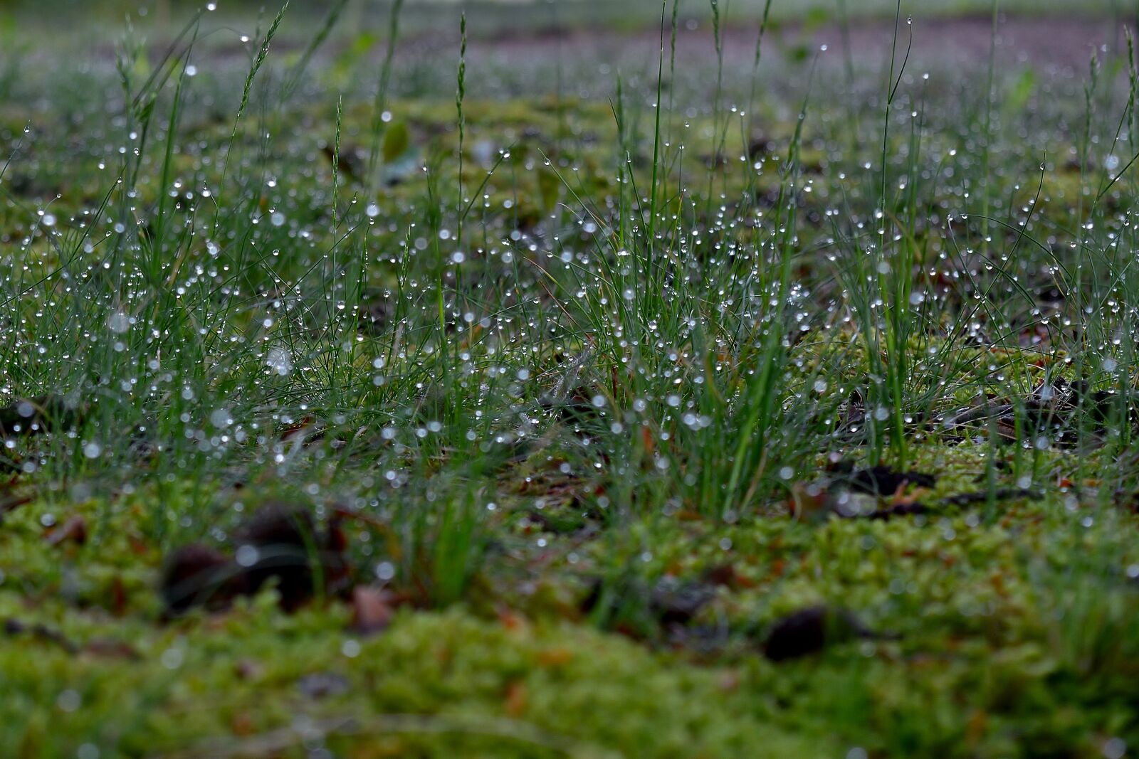 Nikon D5200 sample photo. Meadow, dewdrop, nature photography