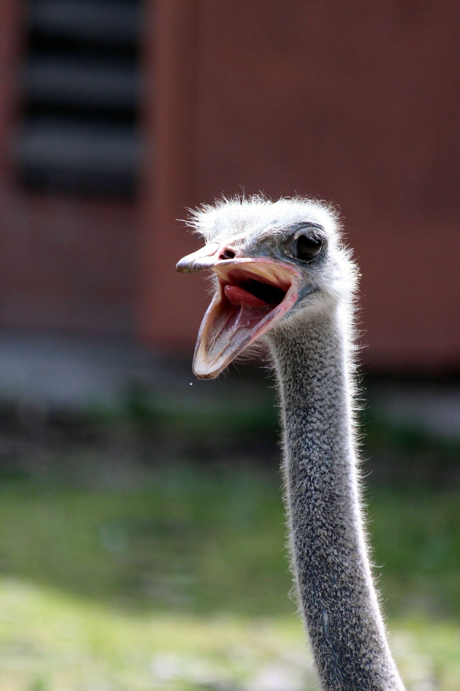 Canon EOS 650D (EOS Rebel T4i / EOS Kiss X6i) sample photo. Ostrich, bird, living nature photography