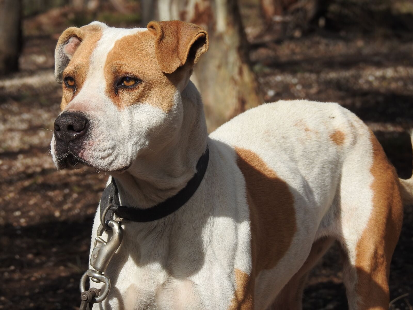 Nikon Coolpix P900 sample photo. Dog, canine, poised photography