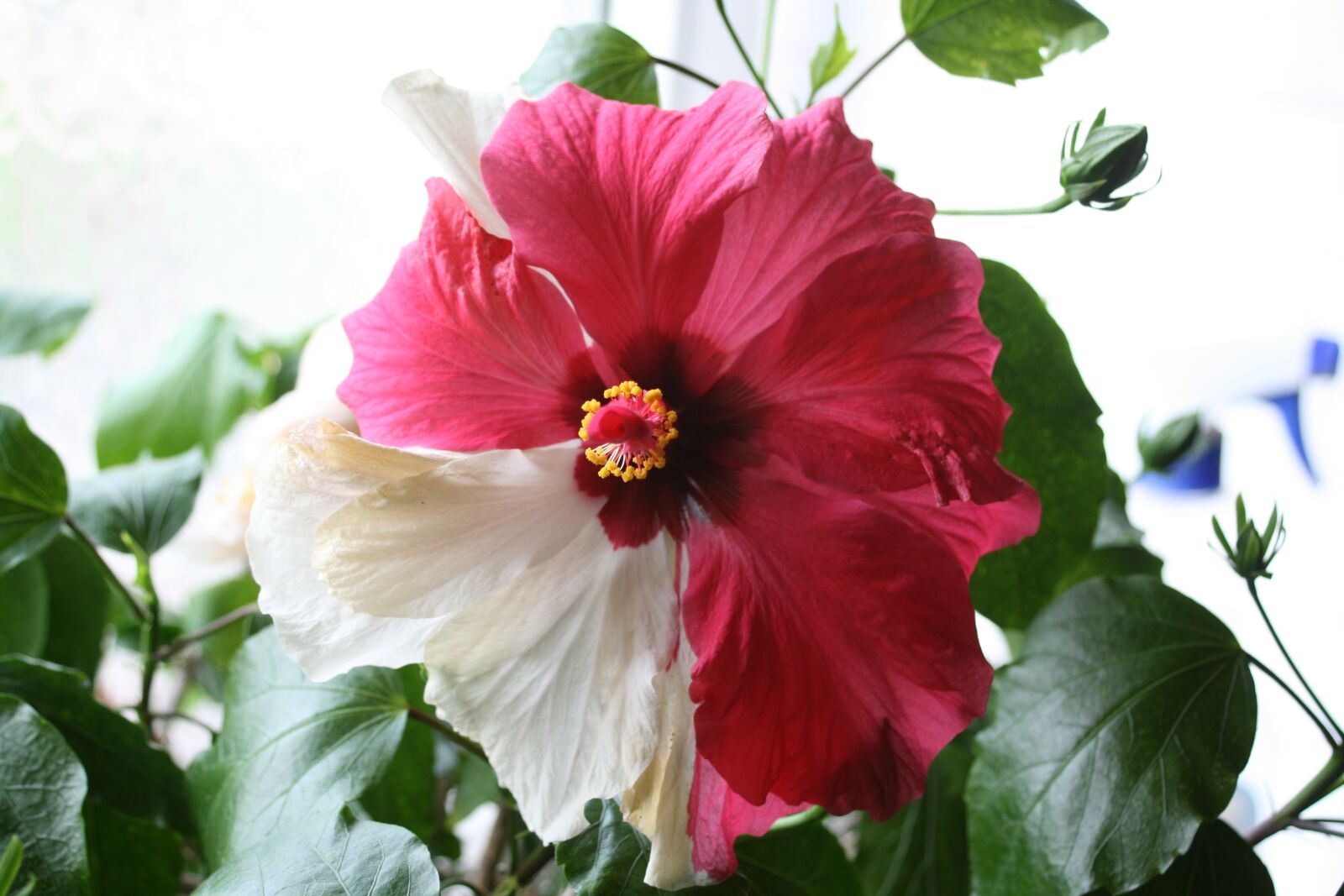 Canon EOS 400D (EOS Digital Rebel XTi / EOS Kiss Digital X) sample photo. Nature, flower, hibiscus photography