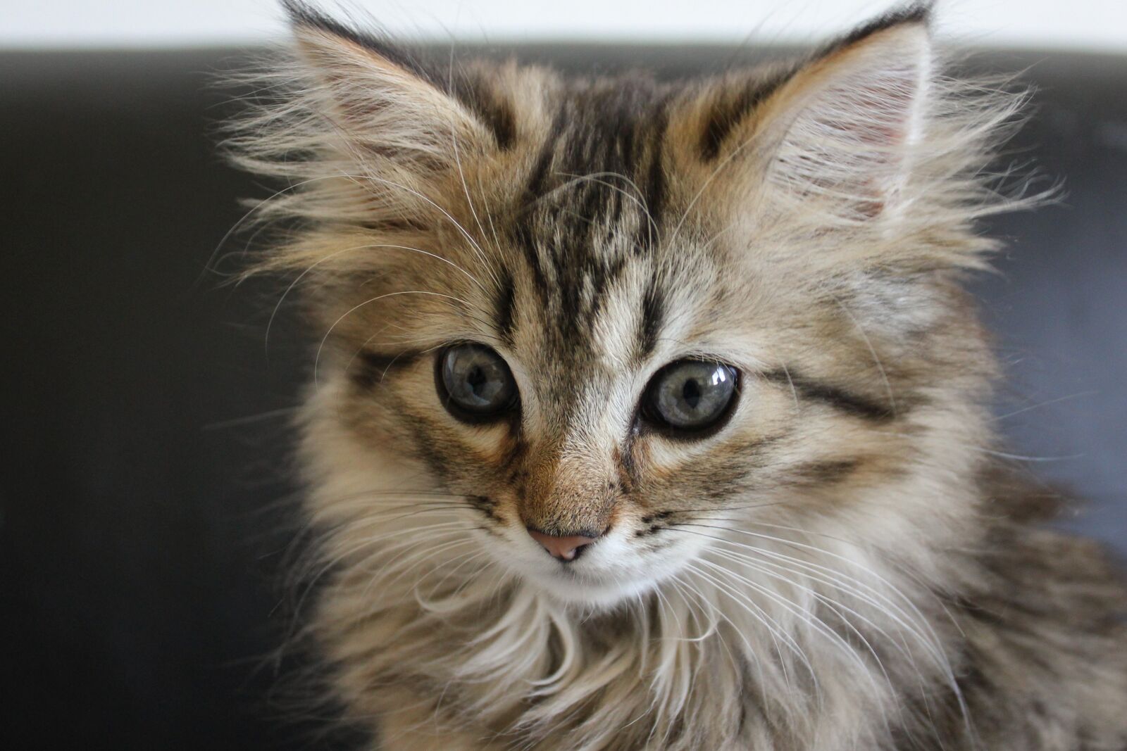 Canon EOS 550D (EOS Rebel T2i / EOS Kiss X4) sample photo. Cat, kitten, cat baby photography