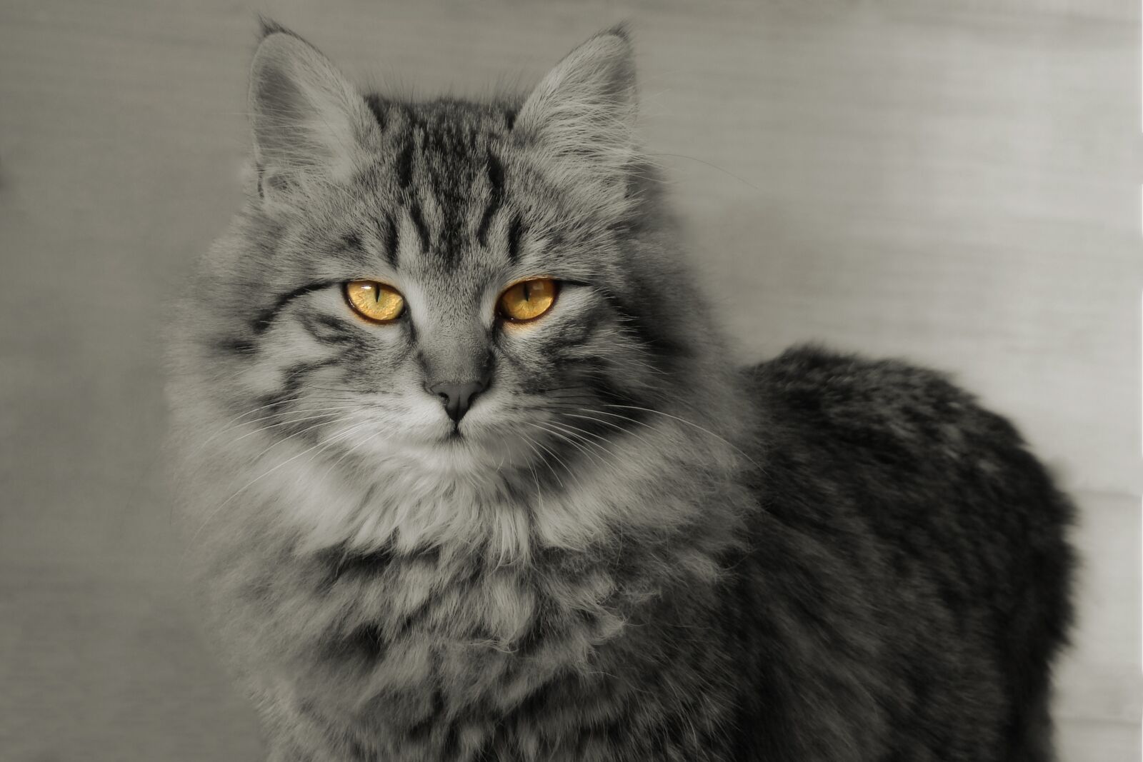 Sony Cyber-shot DSC-HX1 sample photo. Cat, mammal, animal photography