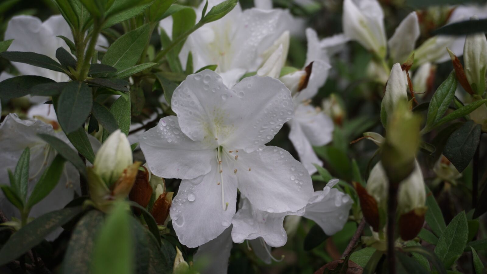 Sony a6000 sample photo. Flowers, natural, plant photography