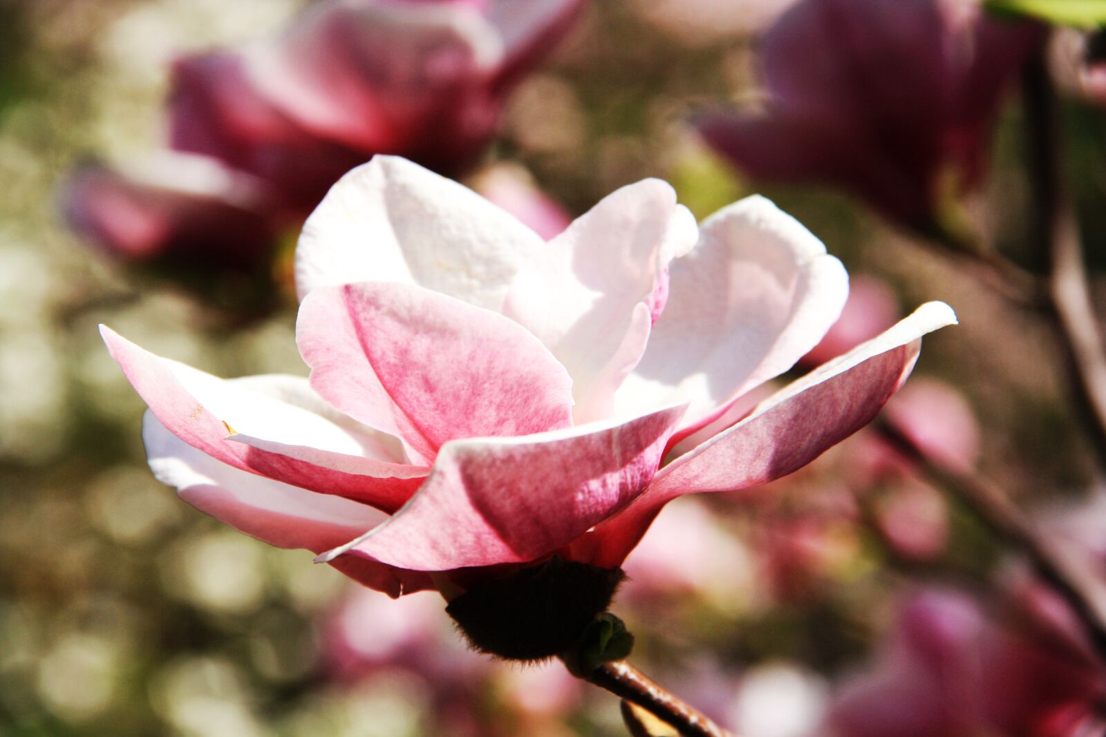 Canon EOS 1000D (EOS Digital Rebel XS / EOS Kiss F) sample photo. Flower, magnolia, spring photography