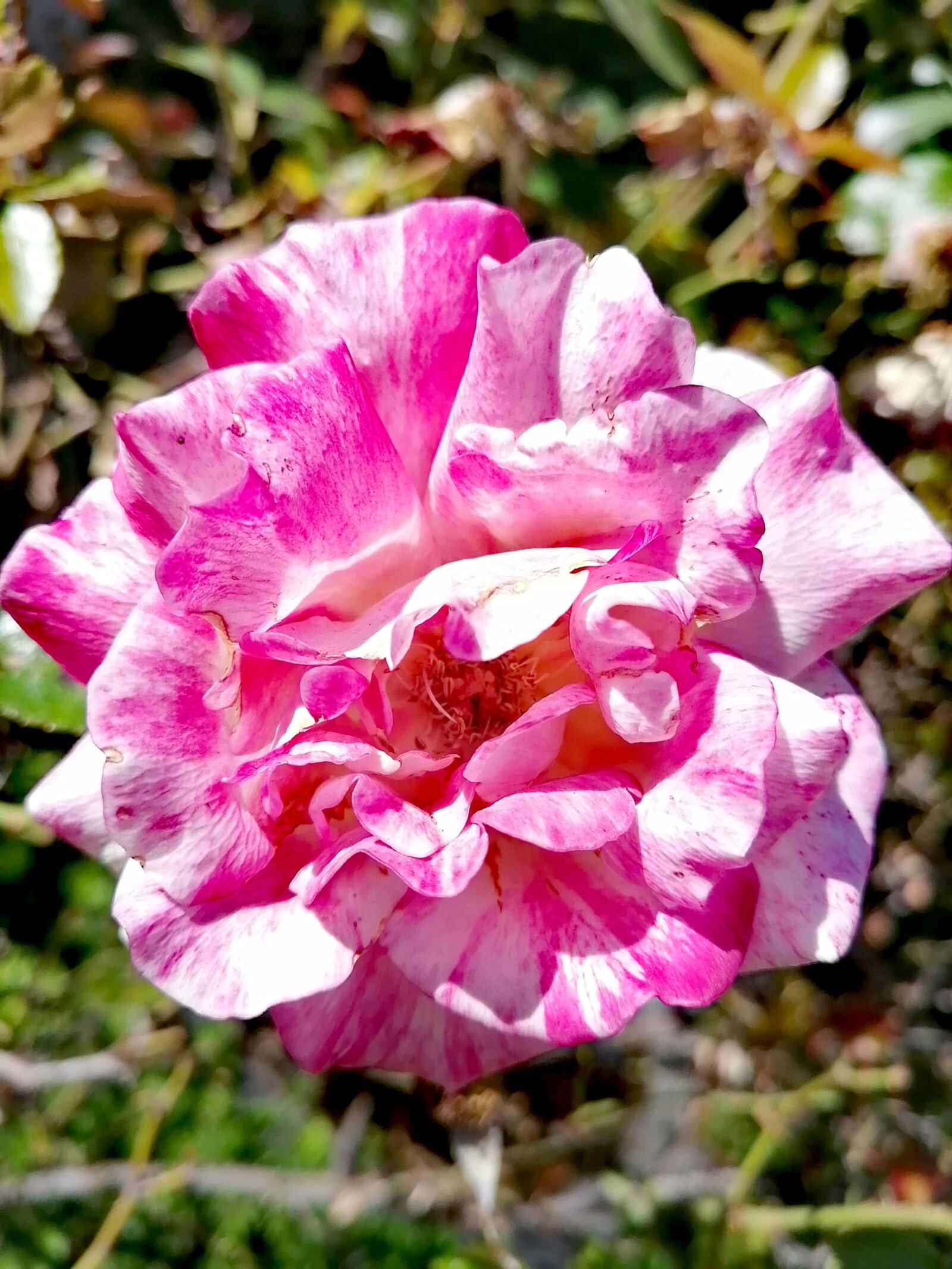 HUAWEI P30 LITE sample photo. Rose, beauty till the photography