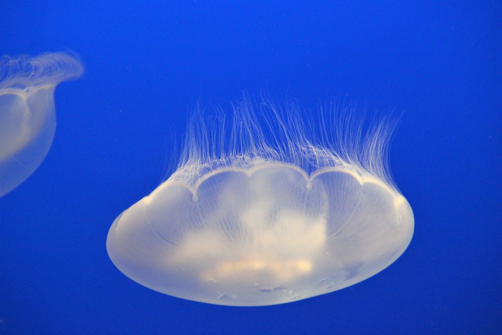 Canon EOS 1200D (EOS Rebel T5 / EOS Kiss X70 / EOS Hi) sample photo. Jellyfish, aquarium, underwater photography