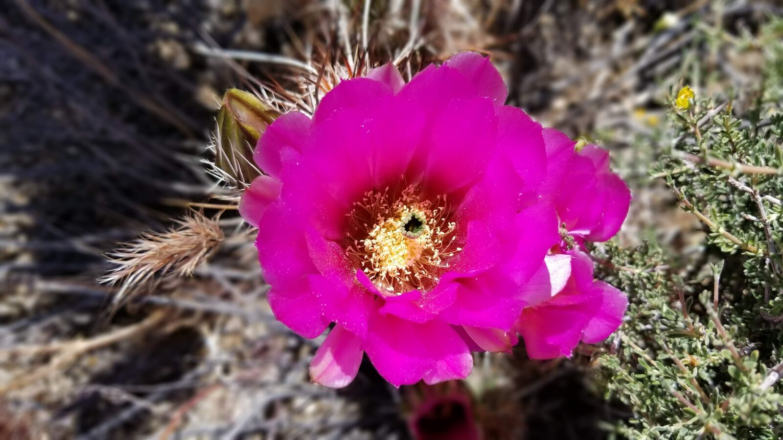 Samsung Galaxy S8+ sample photo. Cactus, flower, blossom photography