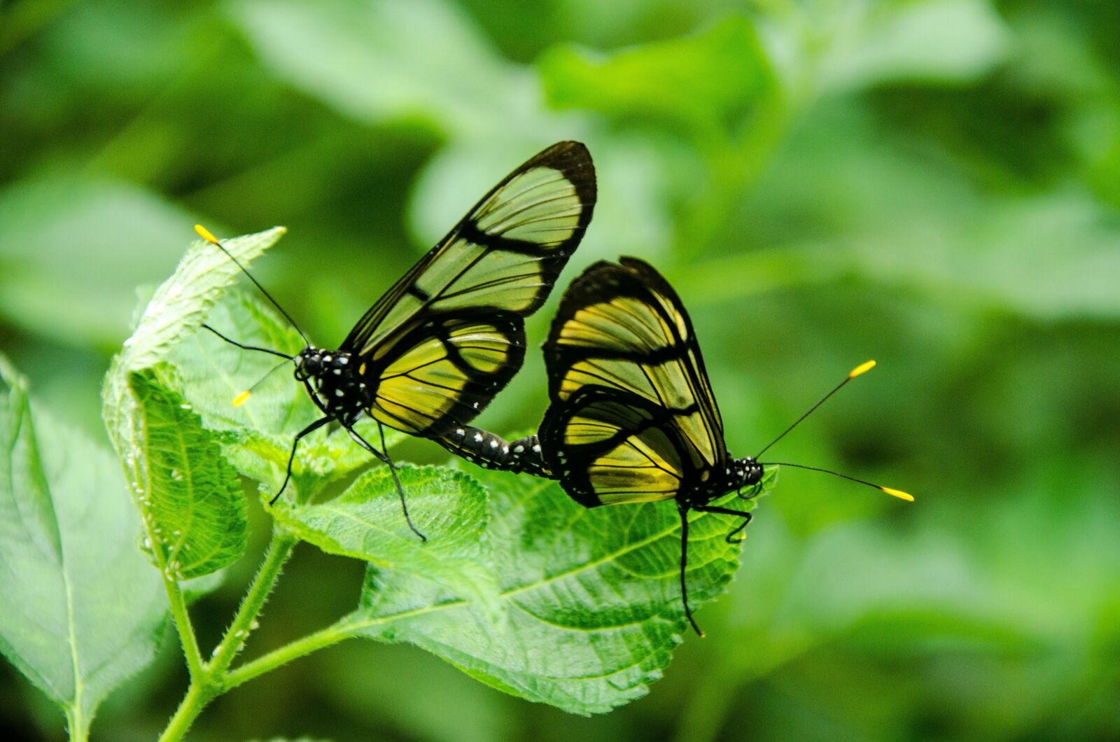 Nikon D5100 sample photo. Butterfly, pair, tropical photography