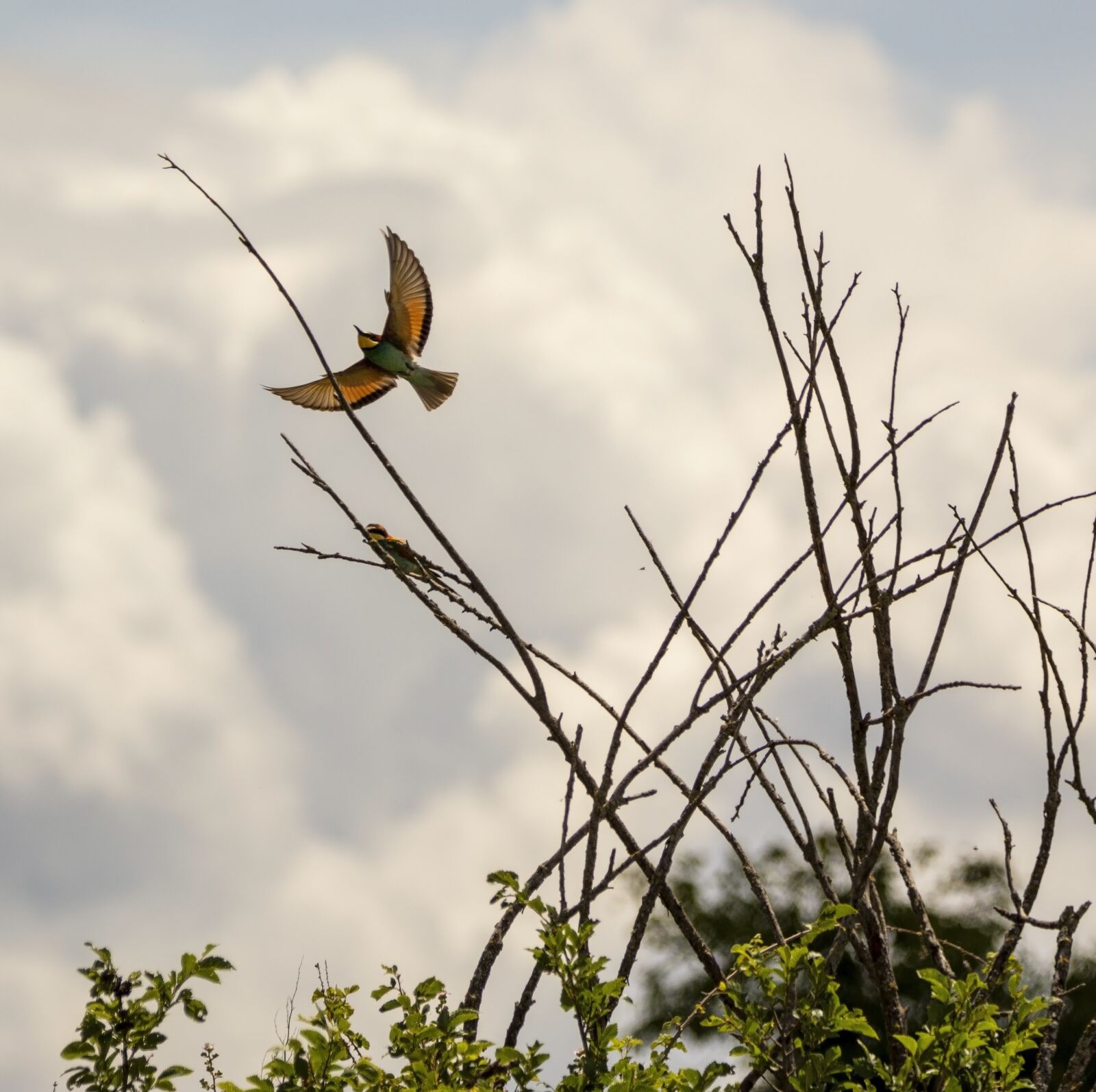 Nikon D7200 sample photo. Bird, tree, nature photography