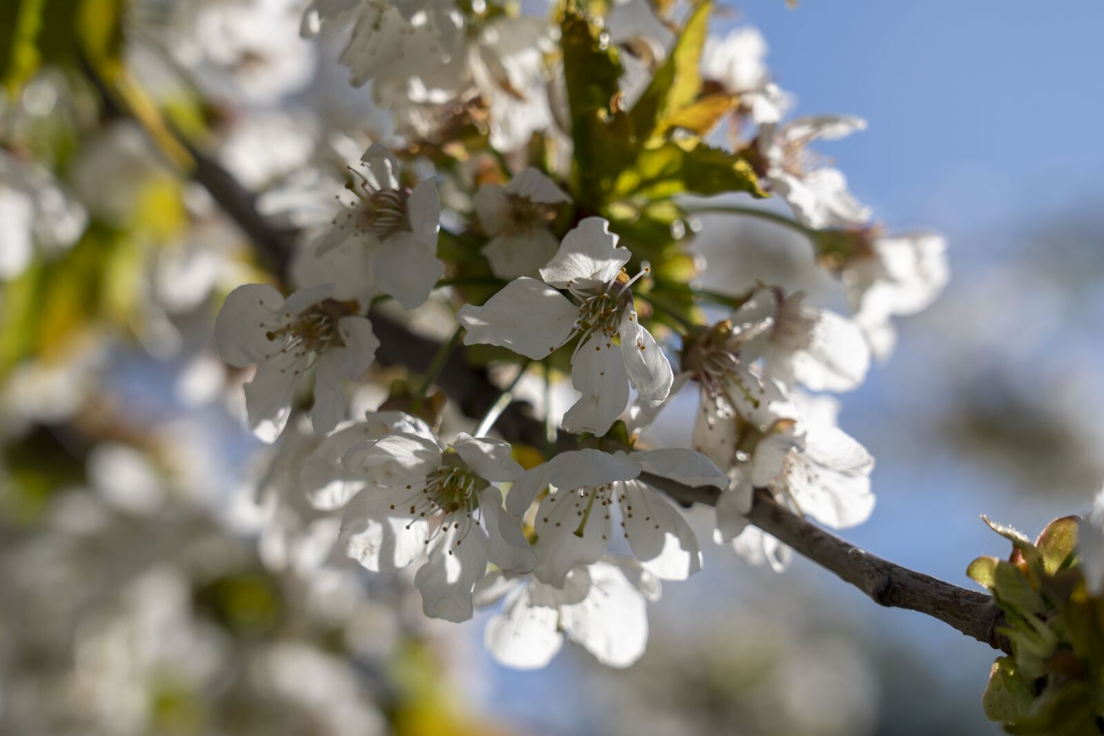 Sony FE 24-105mm F4 G OSS sample photo. Flowers, flowering, spring photography