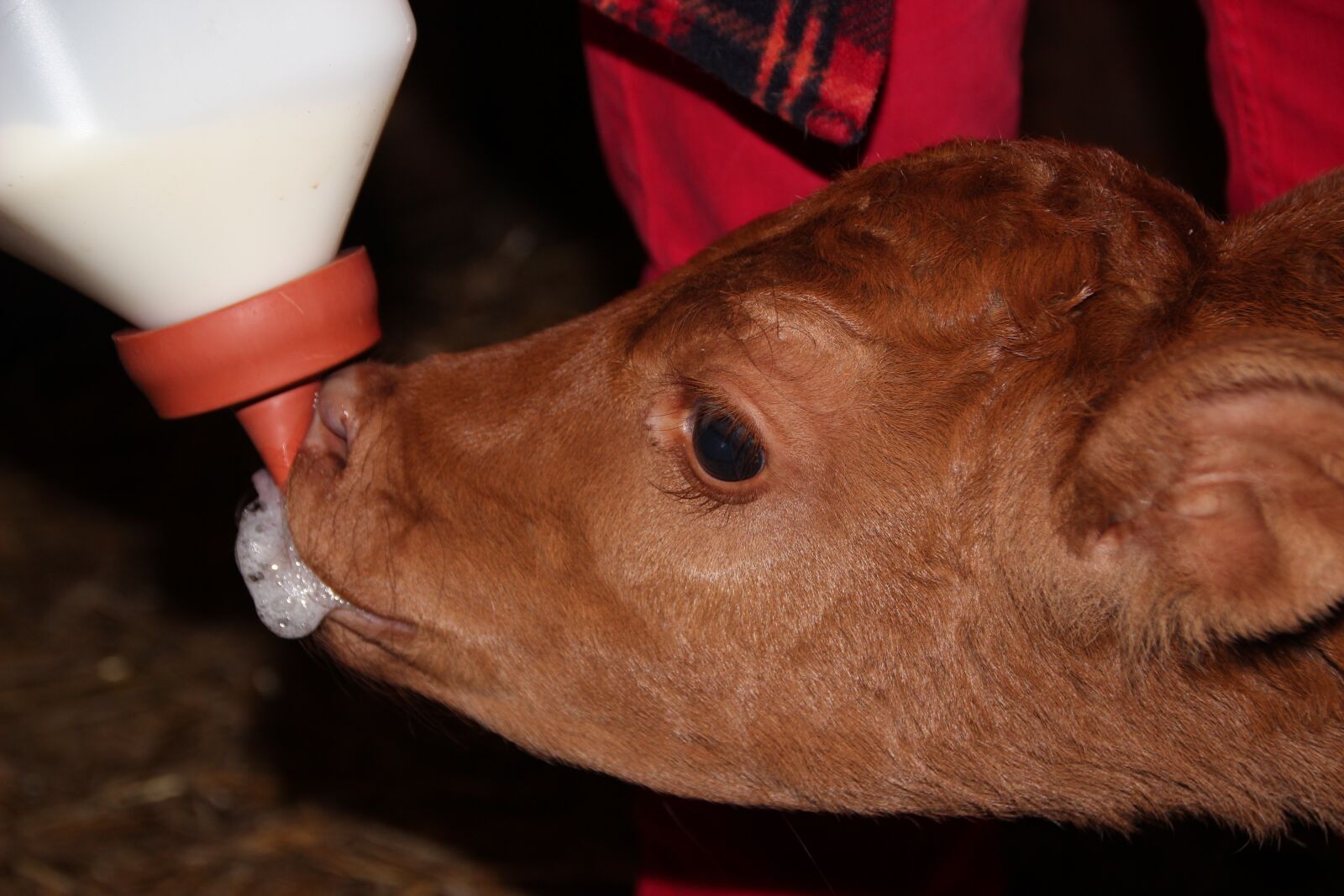 Canon EOS 600D (Rebel EOS T3i / EOS Kiss X5) sample photo. Calf, cow, suckle photography