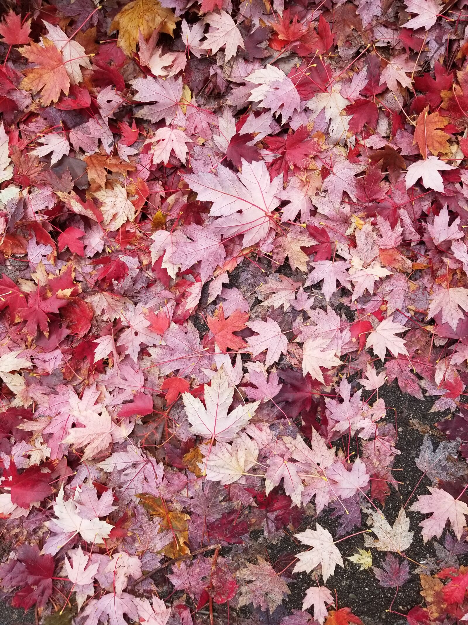 Samsung Galaxy S8+ sample photo. Autumn collection, leaf, fall photography