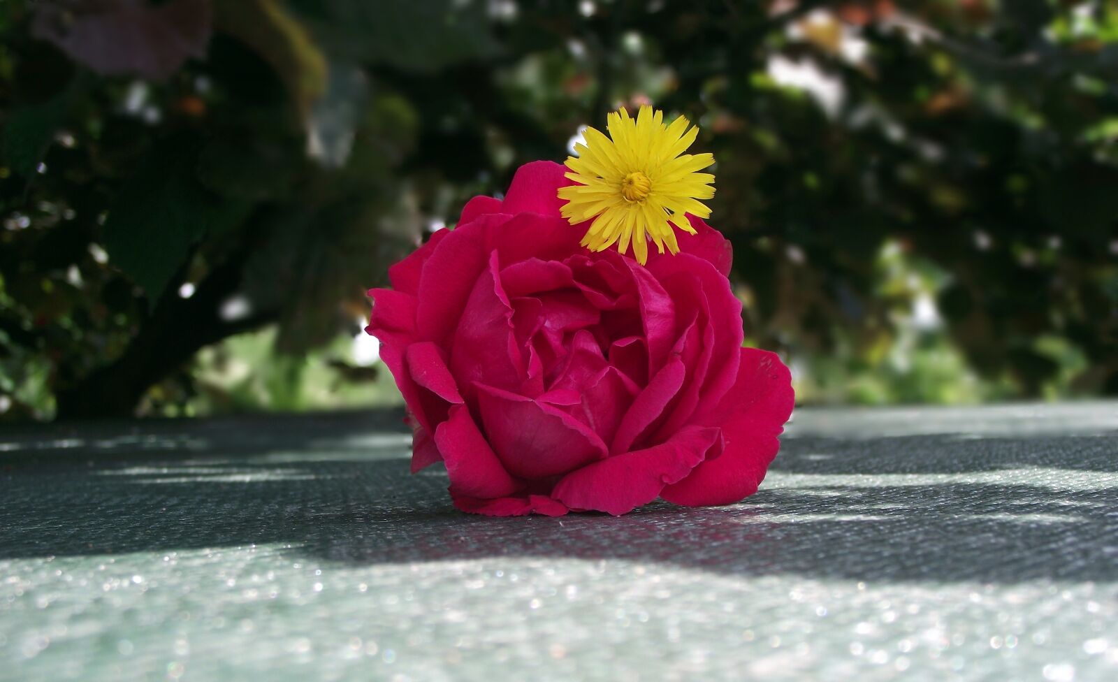 FujiFilm FinePix S1600 (FinePix S1770) sample photo. Flower, rose, red photography