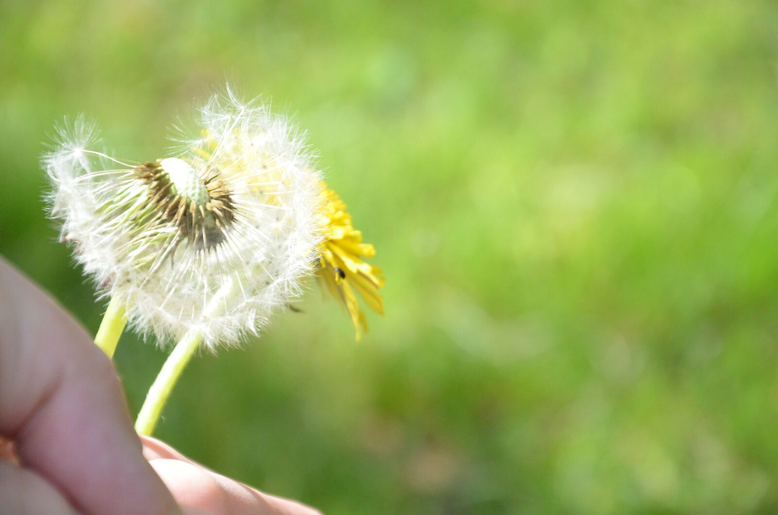 Nikon D5100 sample photo. Dandelion, sonchus oleraceus, plant photography