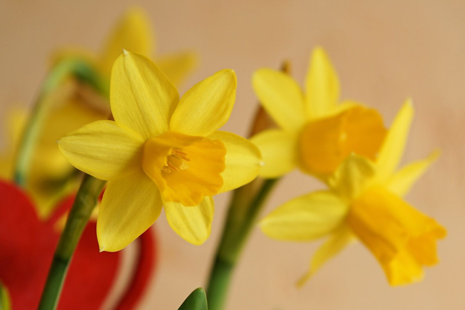 Sony a6000 + E 60mm F2.8 sample photo. Flower, blossom, bloom photography