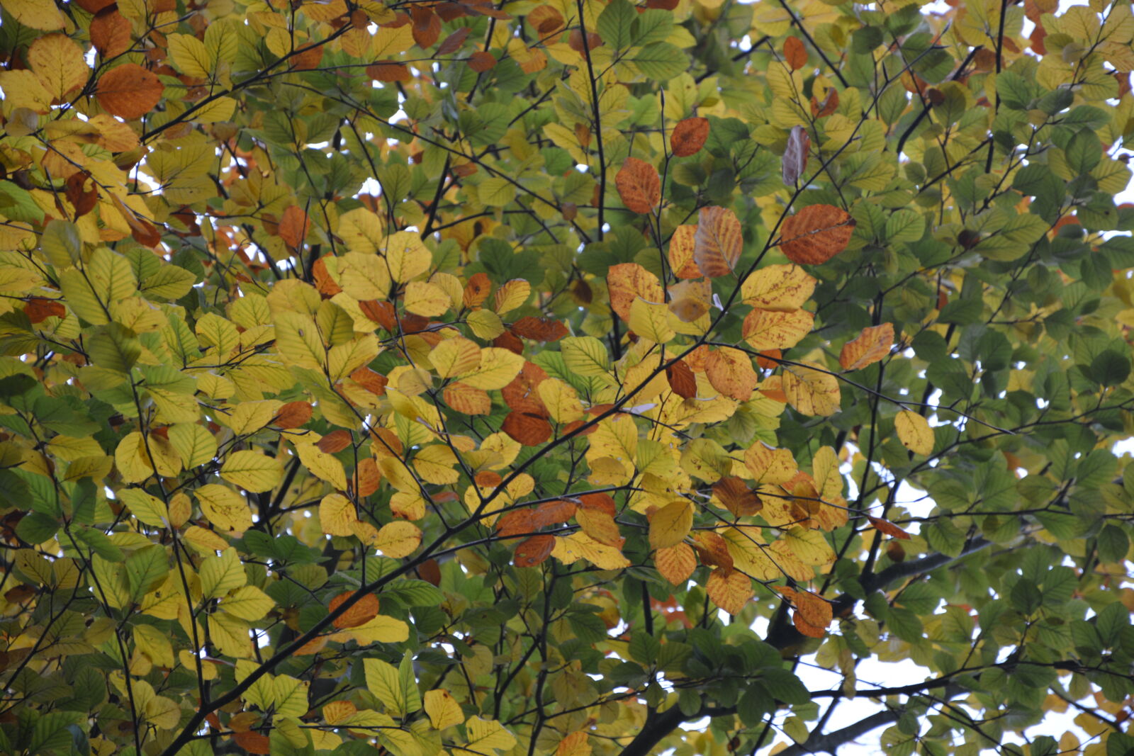 Nikon D5200 sample photo. Arbre, feuilles, automne, paysage photography