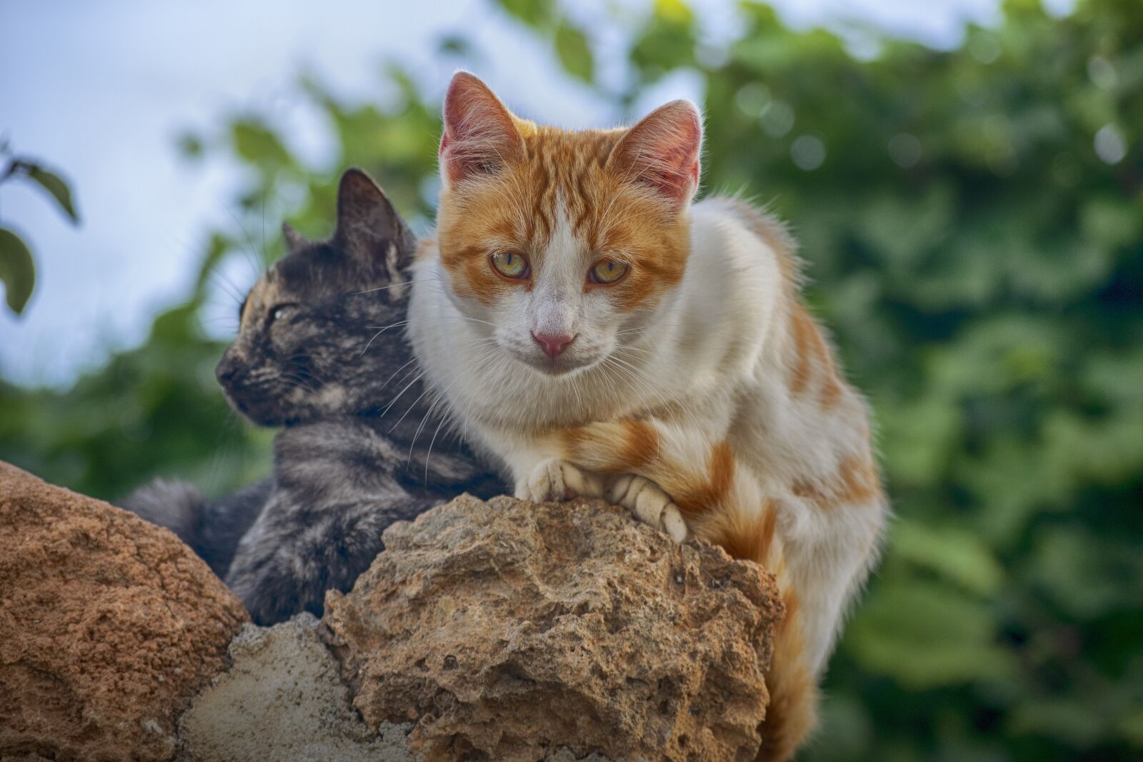 Nikon D3300 sample photo. Cat, stone, look photography