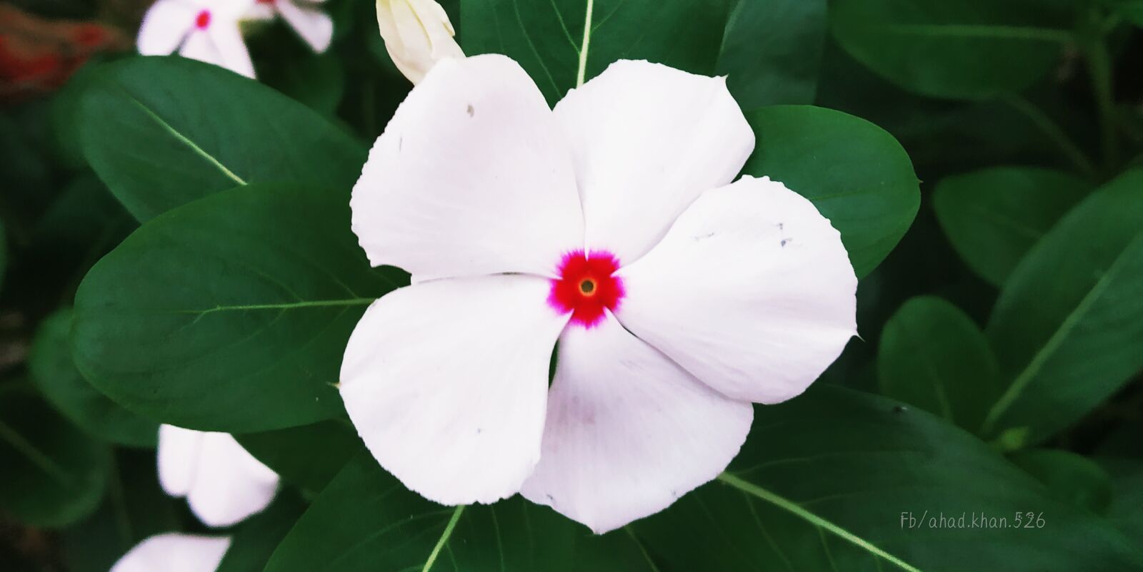 Xiaomi Redmi Note 5 Pro sample photo. Banner, hearts, love photography