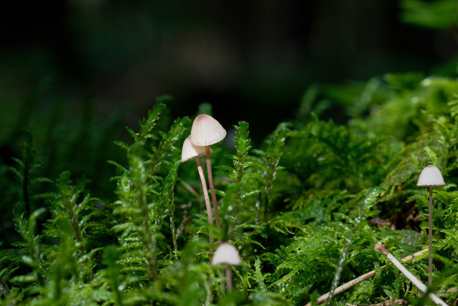Nikon D7200 sample photo. Mushroom, hamid, forest photography