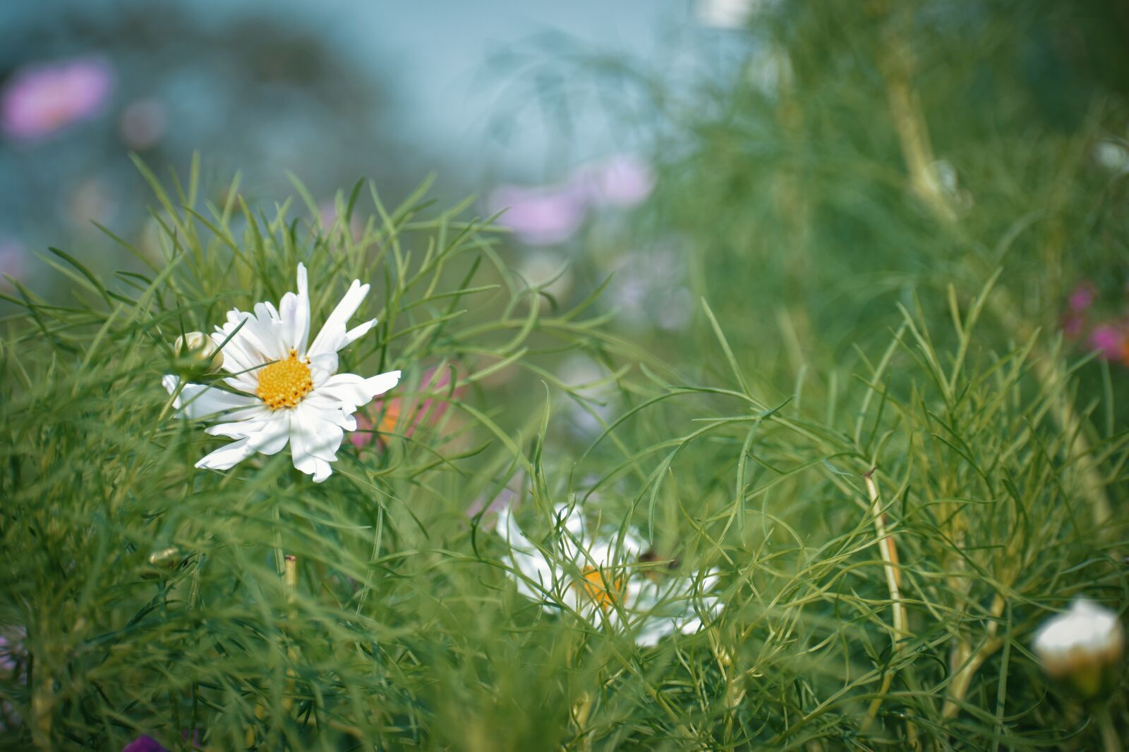Nikon D5500 sample photo. White flower, plant, grass photography