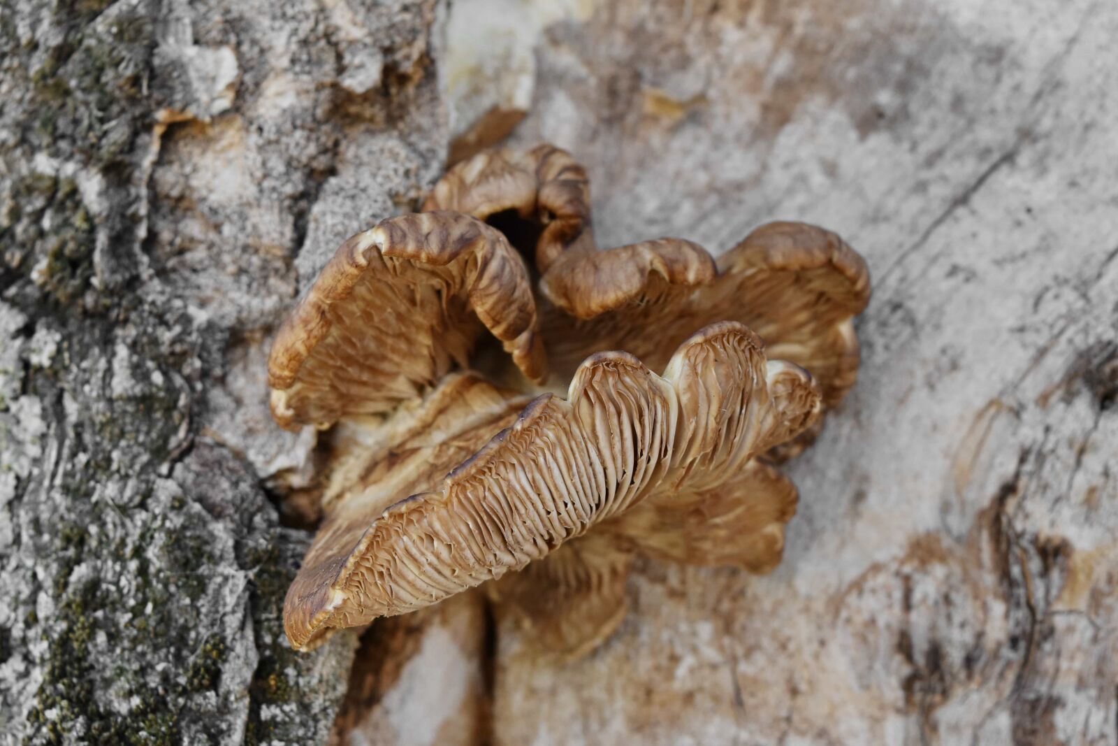 Nikon D5500 sample photo. Mushroom, organism, nature, fungus photography
