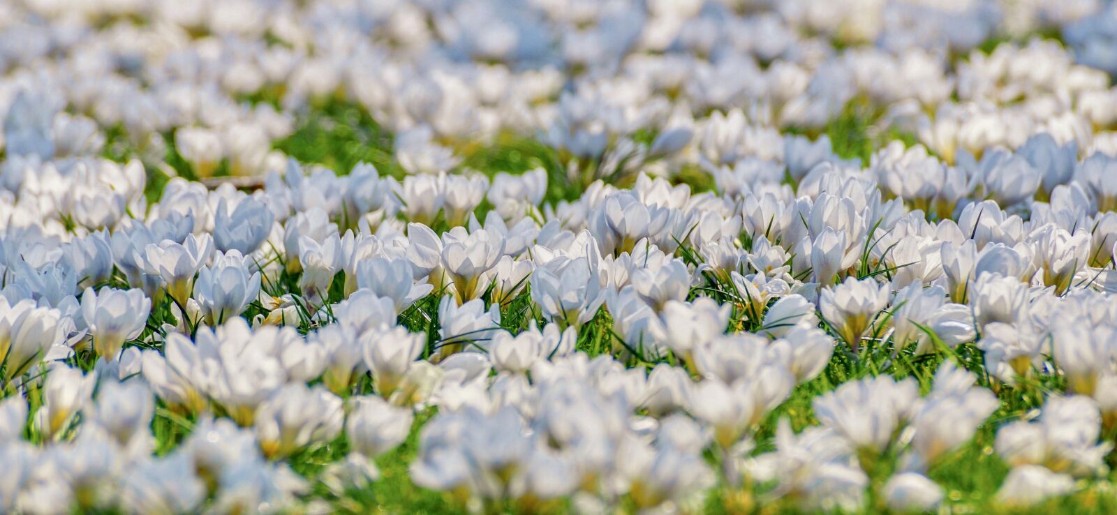 Sony DT 55-300mm F4.5-5.6 SAM sample photo. Crocus, flower meadow, white photography