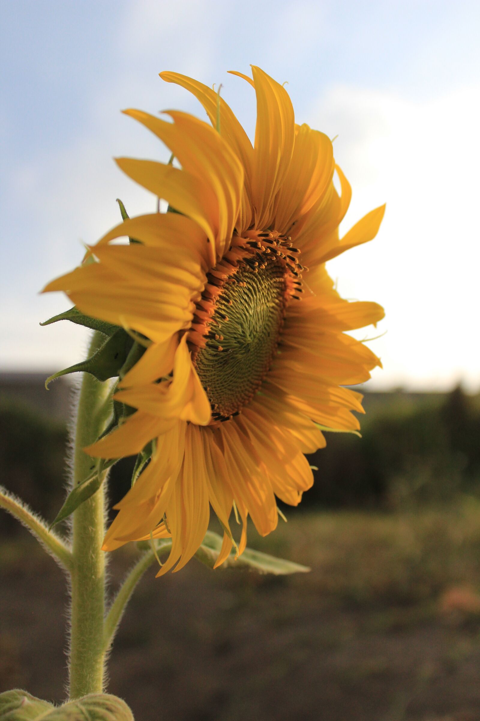 Canon EOS 1200D (EOS Rebel T5 / EOS Kiss X70 / EOS Hi) sample photo. Flor, girassol, lindo photography