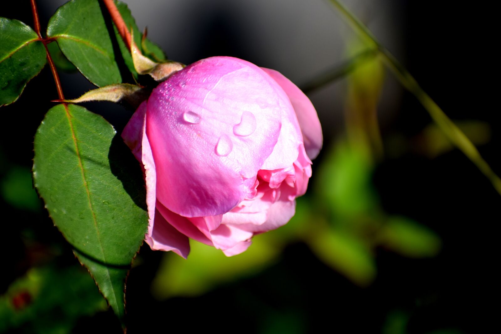 Nikon D3300 sample photo. Pink, rose, flower photography