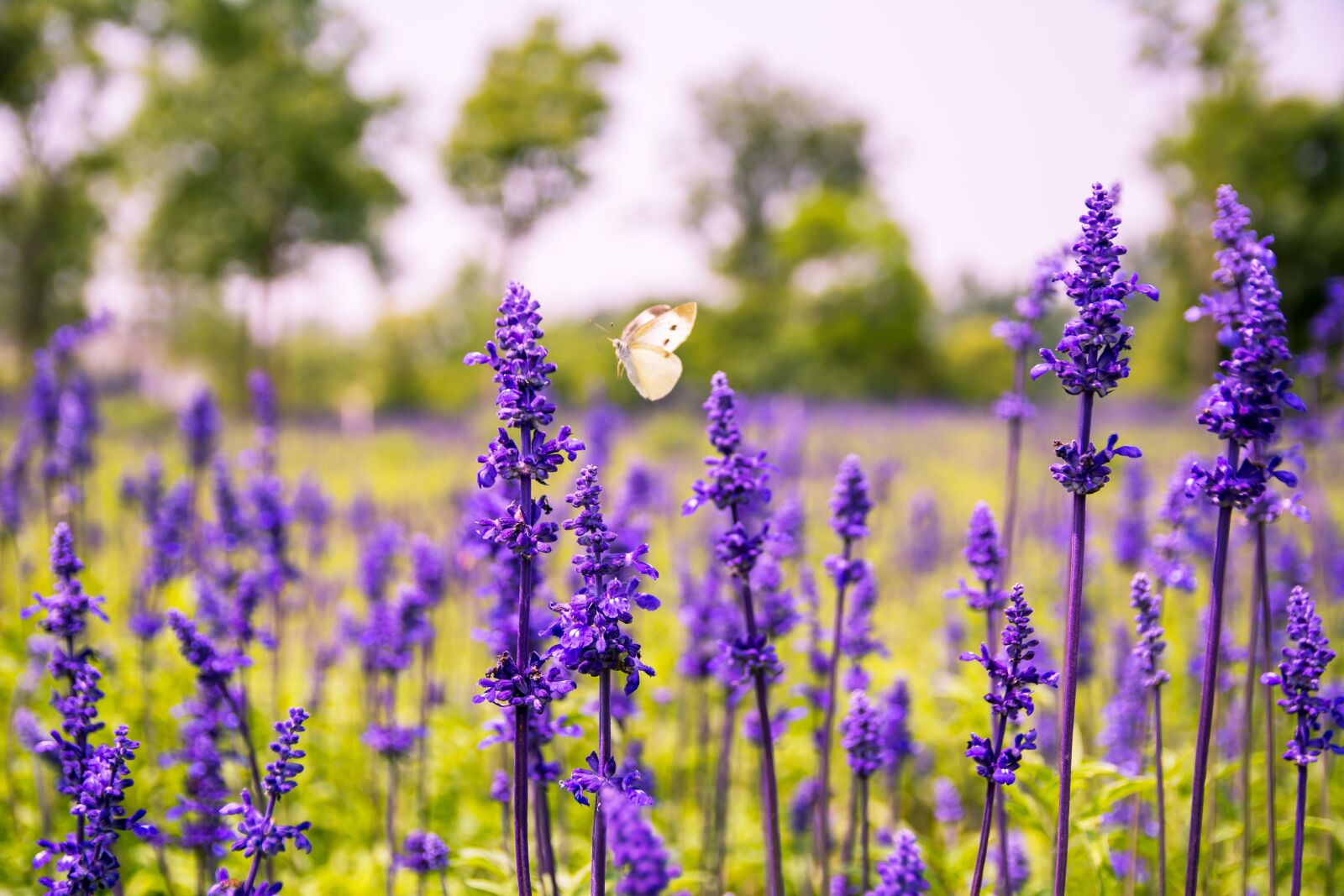 Nikon D7100 sample photo. Flower, purple flowers, sage photography
