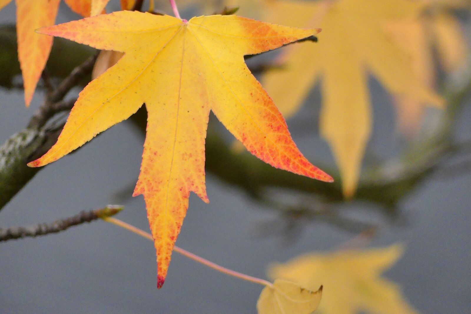 Panasonic Lumix DMC-FZ300 sample photo. Autumn, leaf, park photography