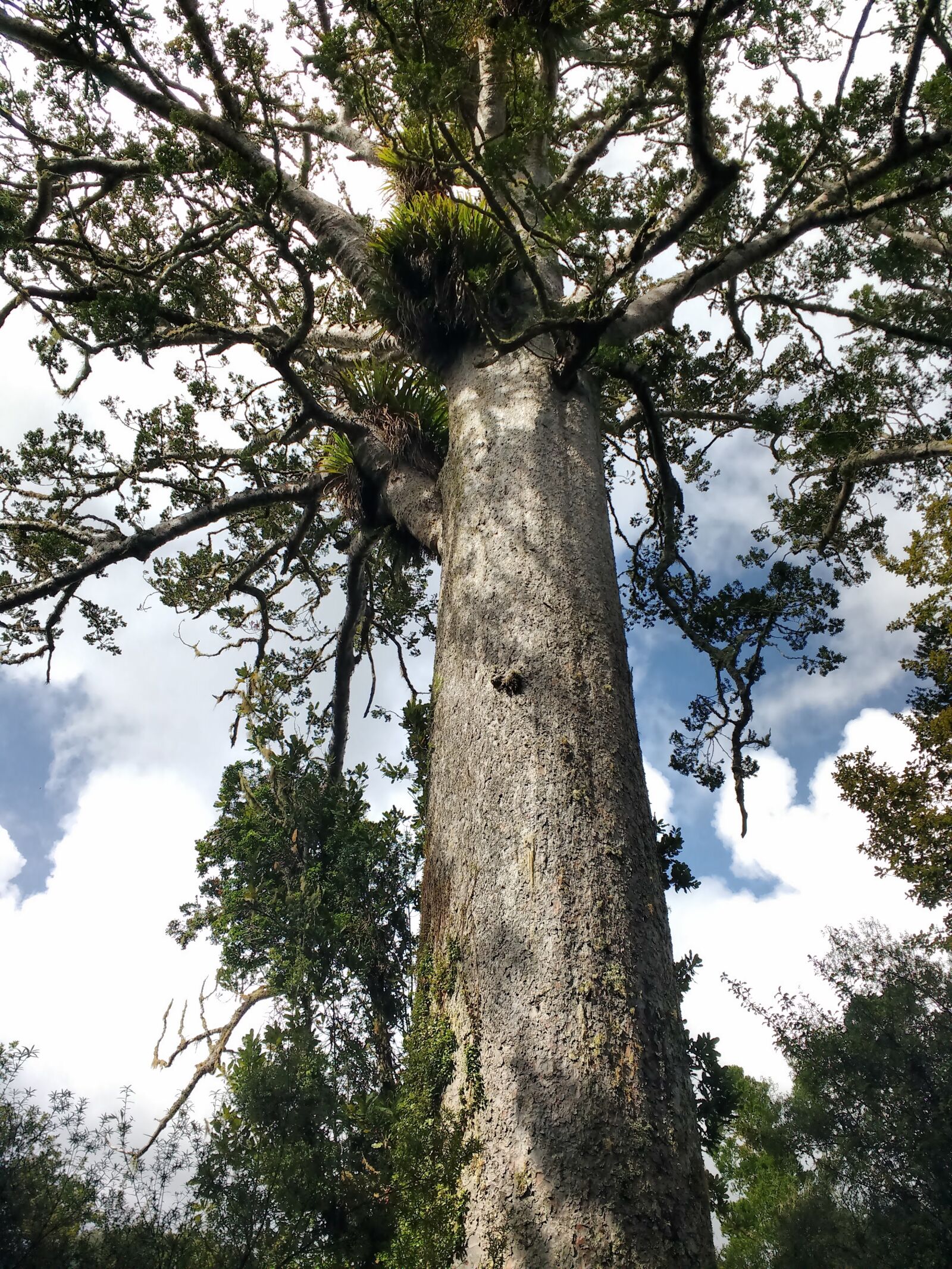 Motorola MotoG3 sample photo. Kauri, nature, zealand photography