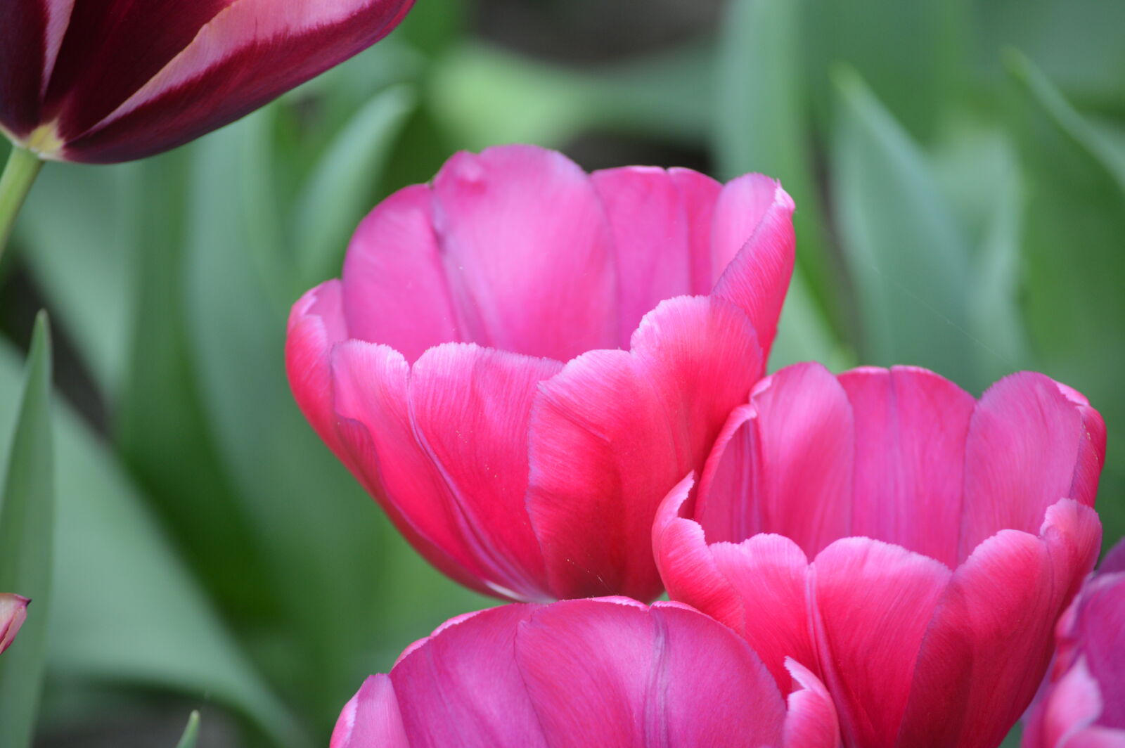 Nikon D3200 sample photo. Tulip, tulips, field, of photography