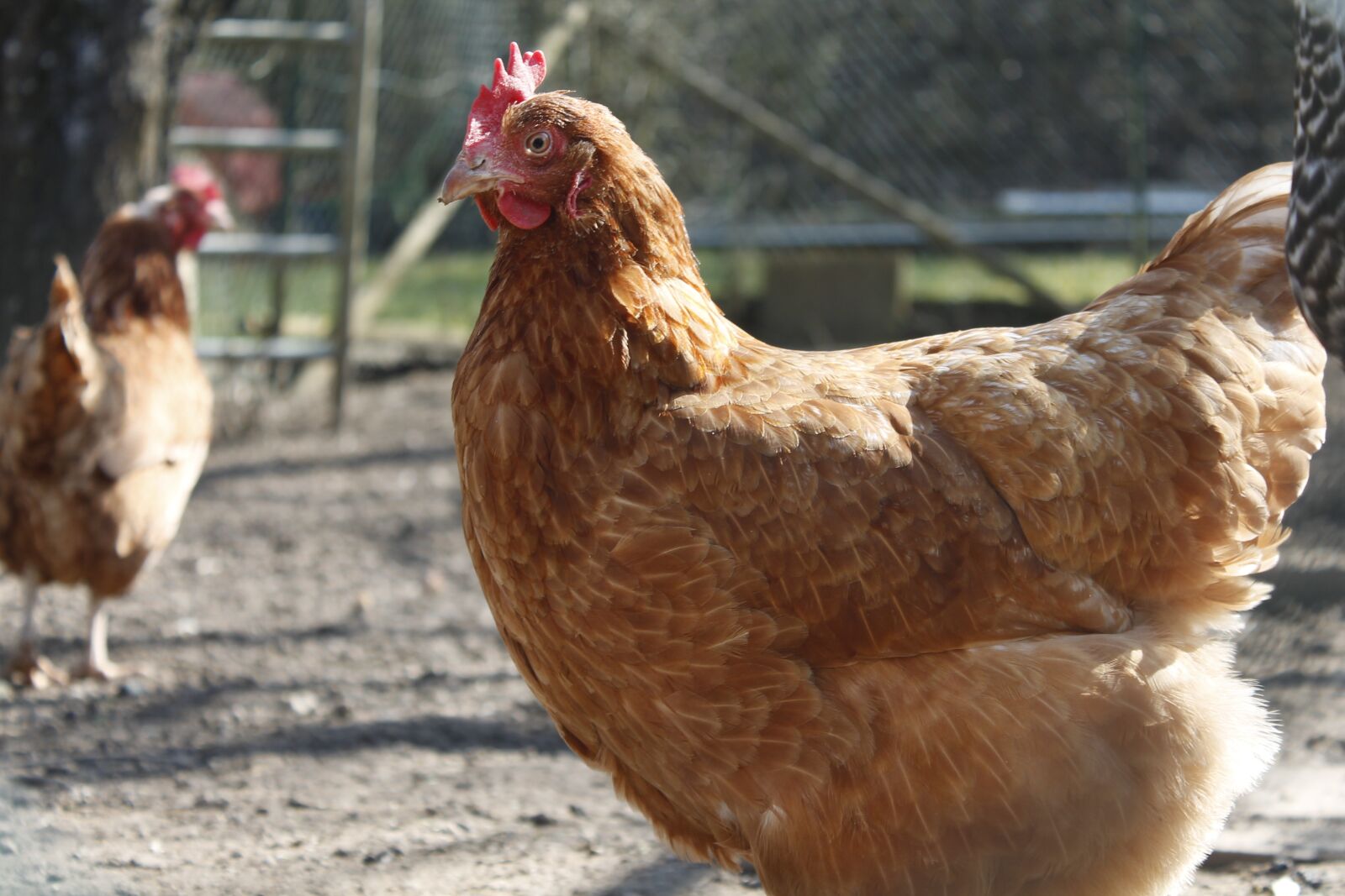 Canon EOS 1100D (EOS Rebel T3 / EOS Kiss X50) sample photo. Chicken, hen, poultry photography