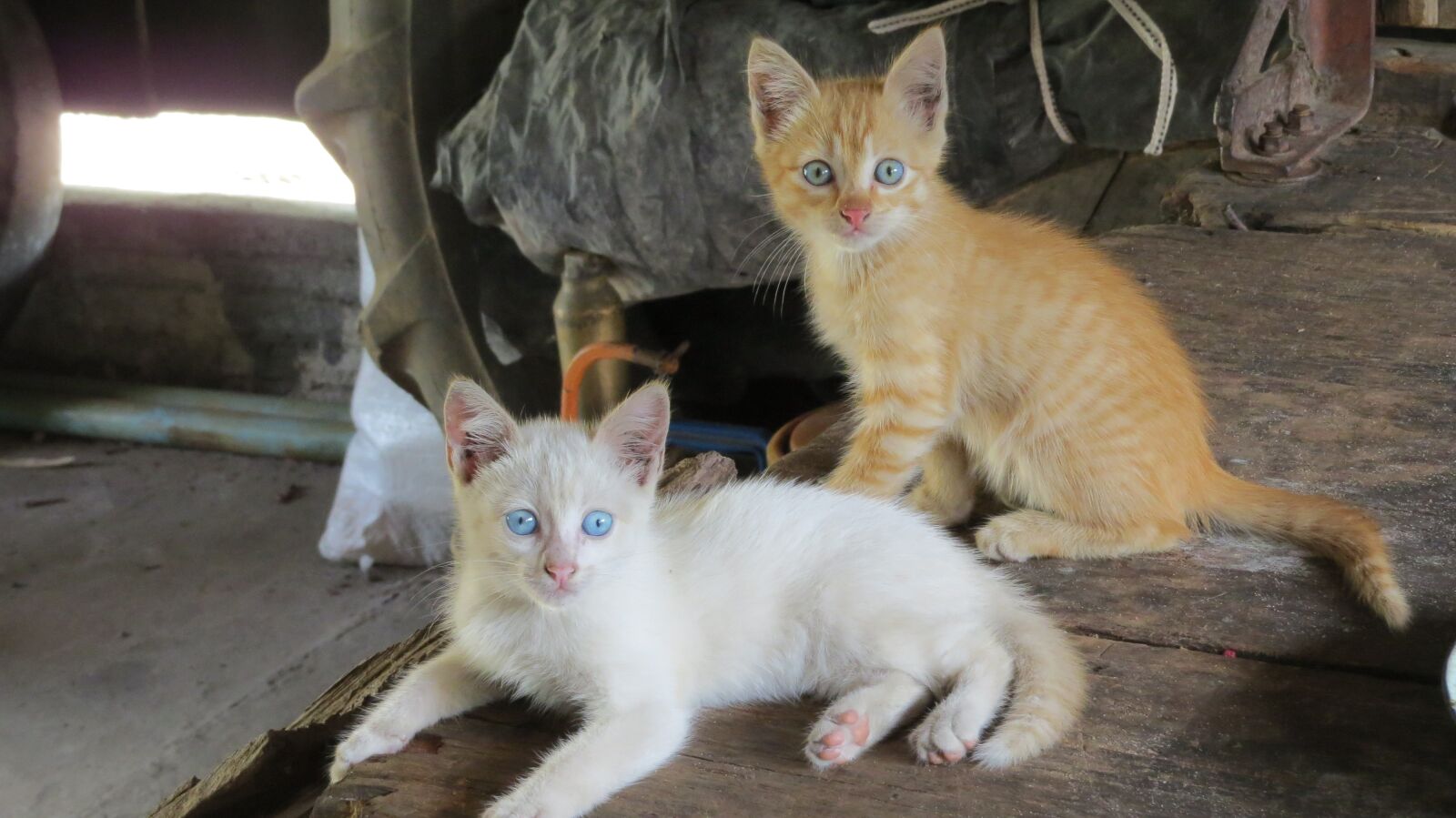 Canon PowerShot SX50 HS sample photo. Cats, kitten, animal photography