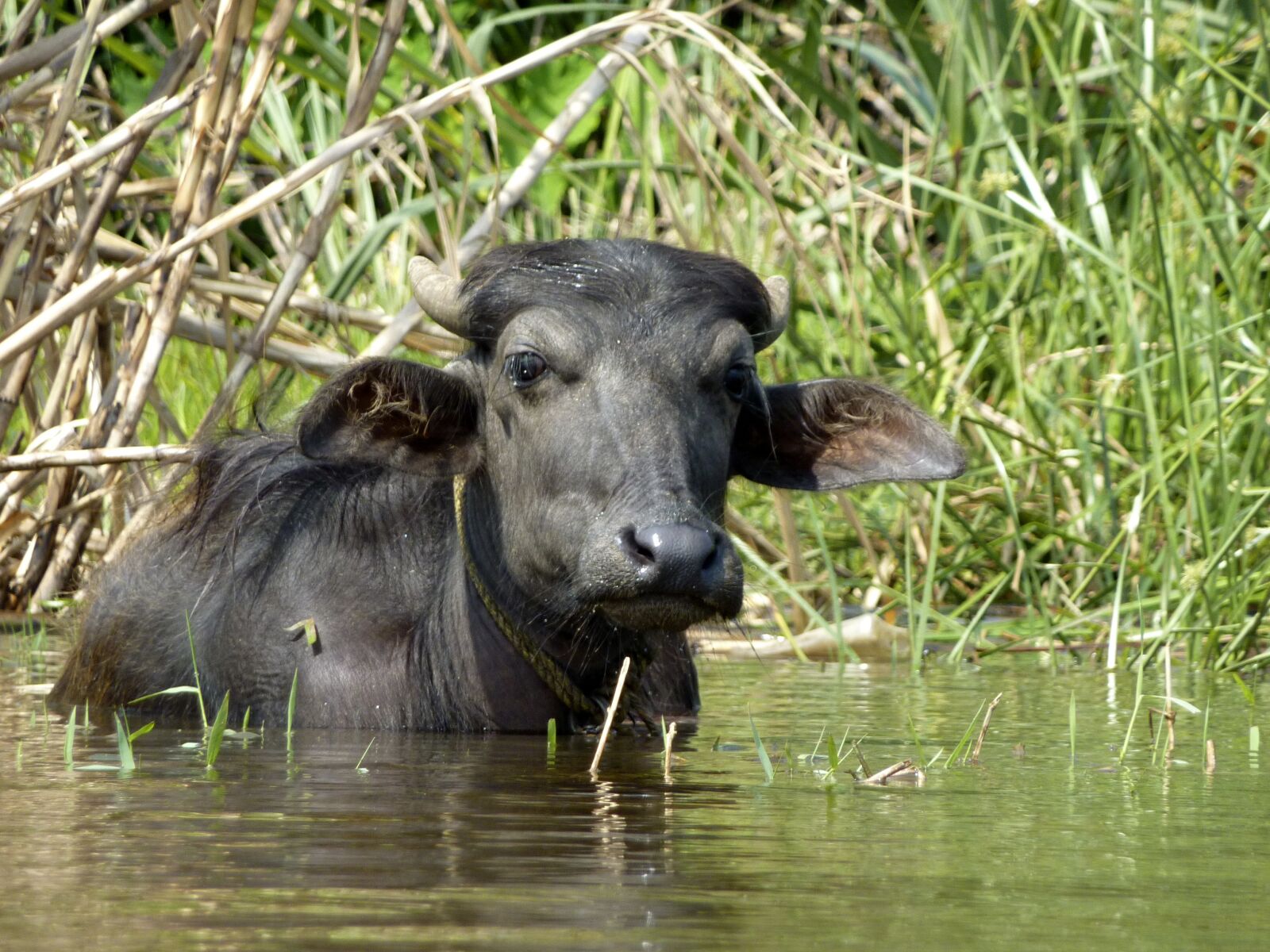 Panasonic DMC-TZ7 sample photo. Buffalo, animal, animals photography