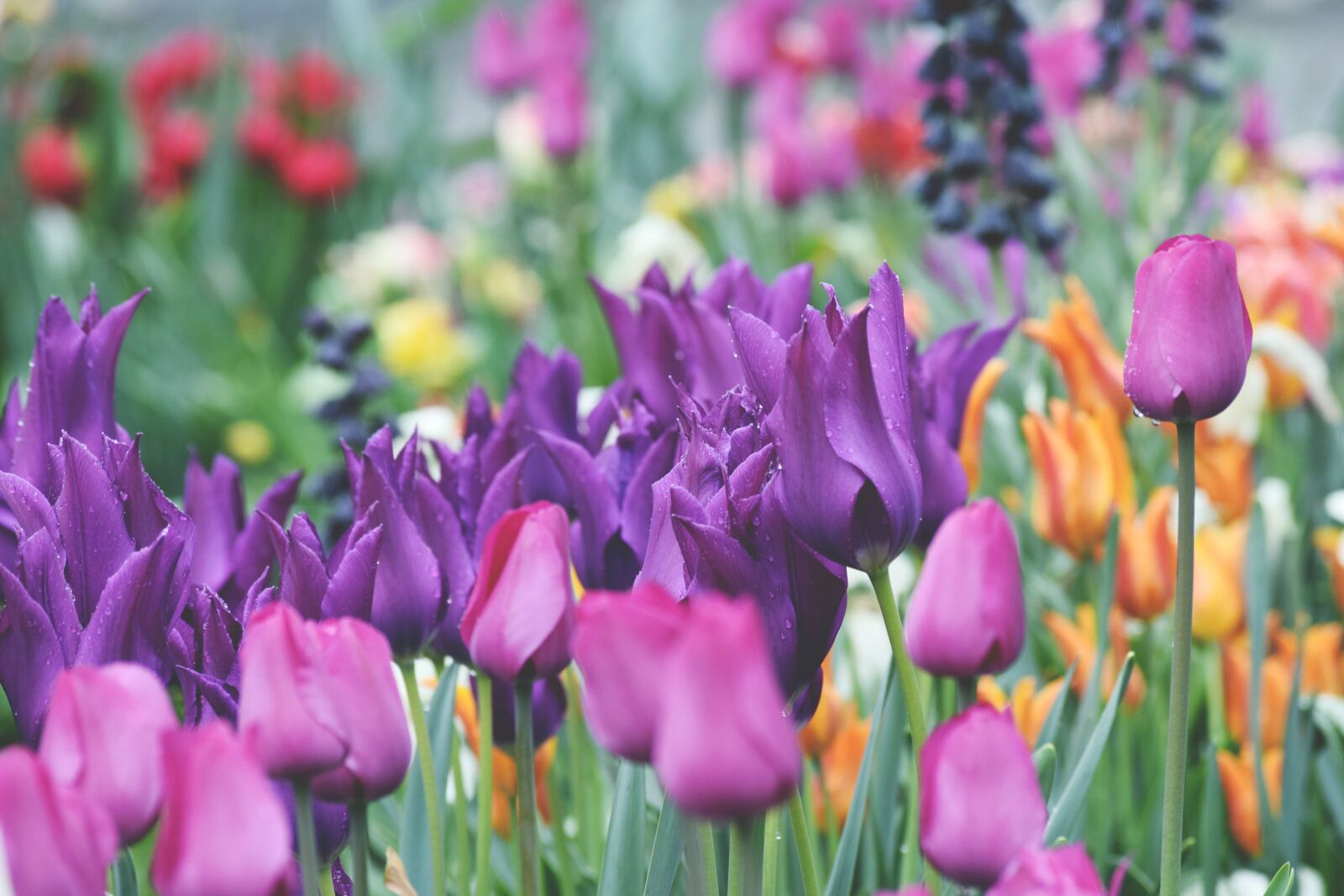Nikon D5300 sample photo. Tulips, tulip field, bed photography