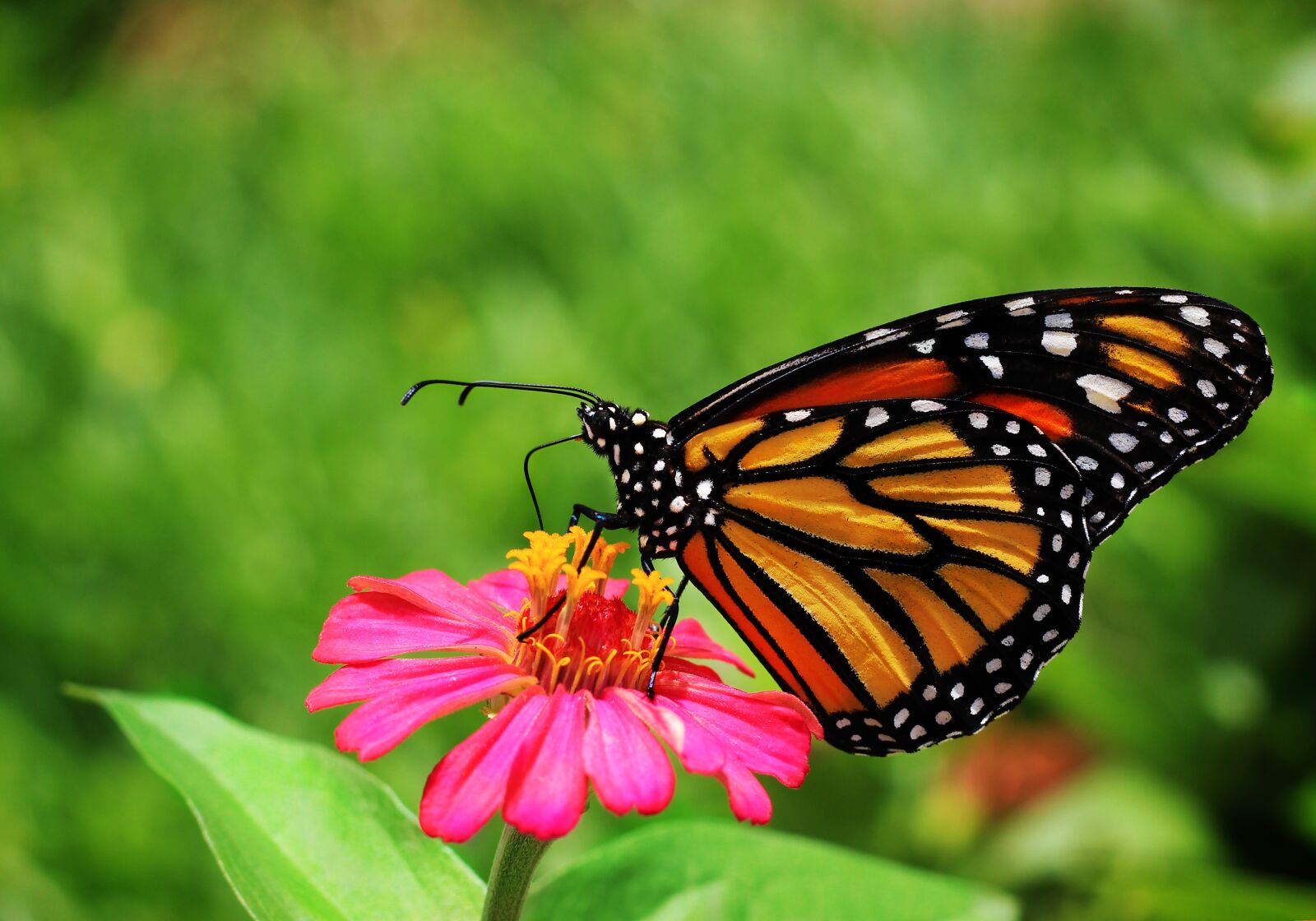 Canon EOS 600D (Rebel EOS T3i / EOS Kiss X5) + Canon EF 50mm F1.8 STM sample photo. Butterfly, garden, flowers photography