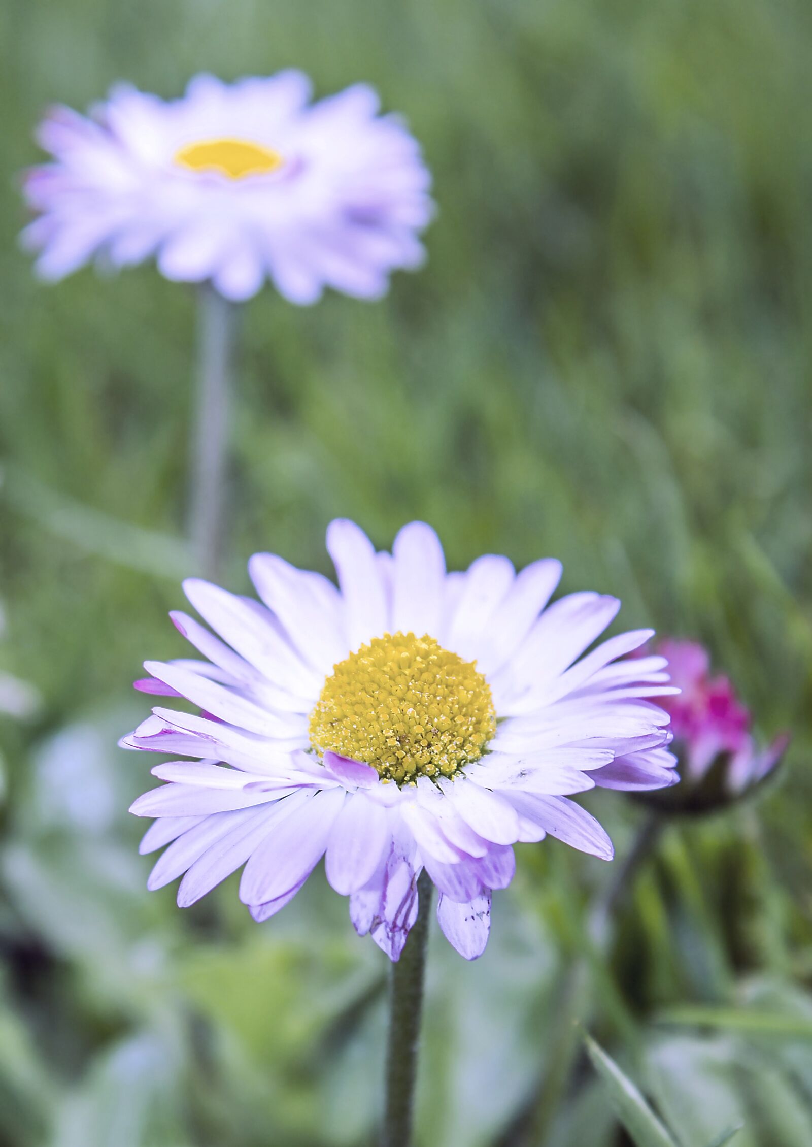 Canon EOS 1100D (EOS Rebel T3 / EOS Kiss X50) sample photo. Flower, daisy, nature photography