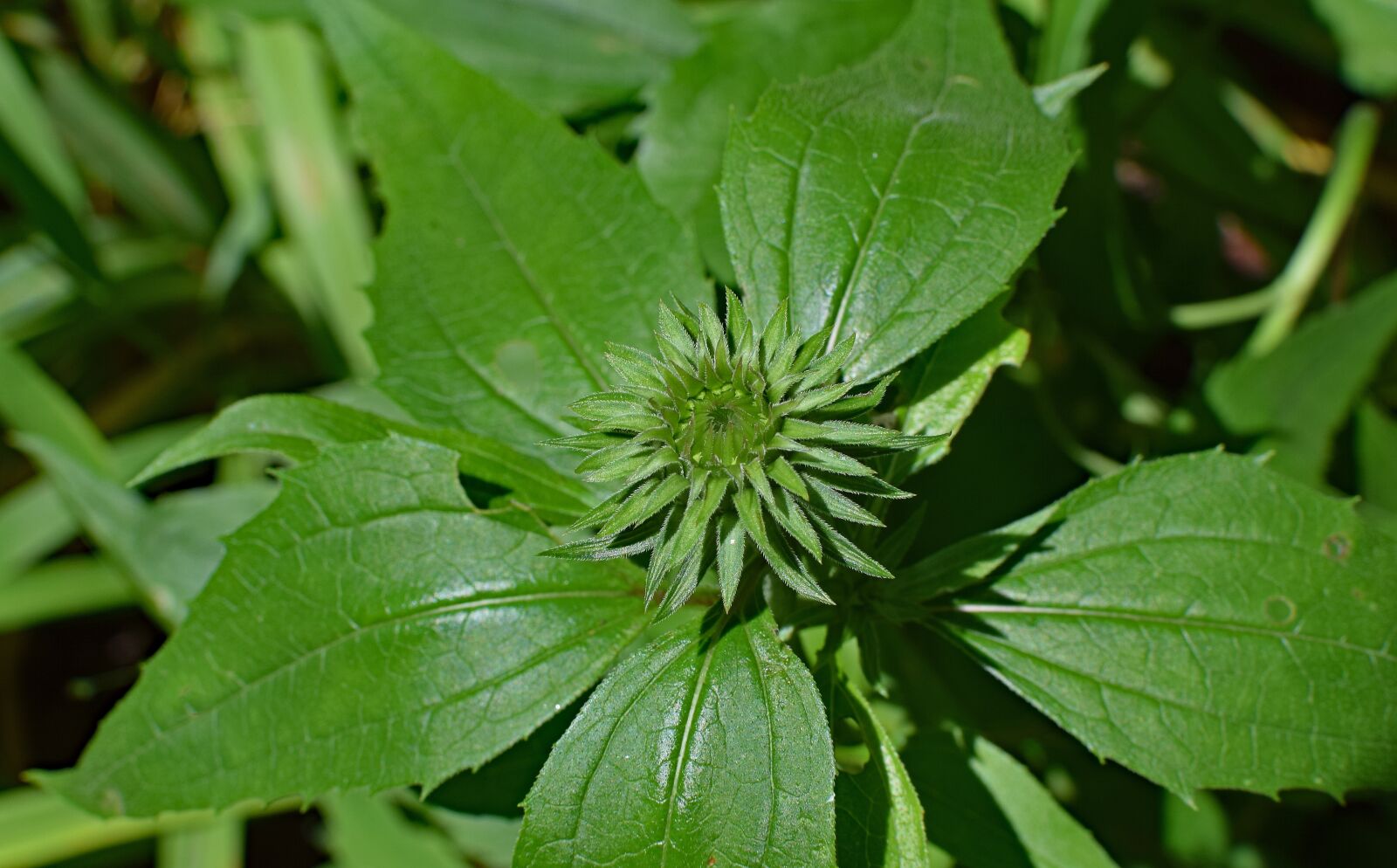 Nikon D3300 sample photo. Echinacea bud, echinacea, cone photography