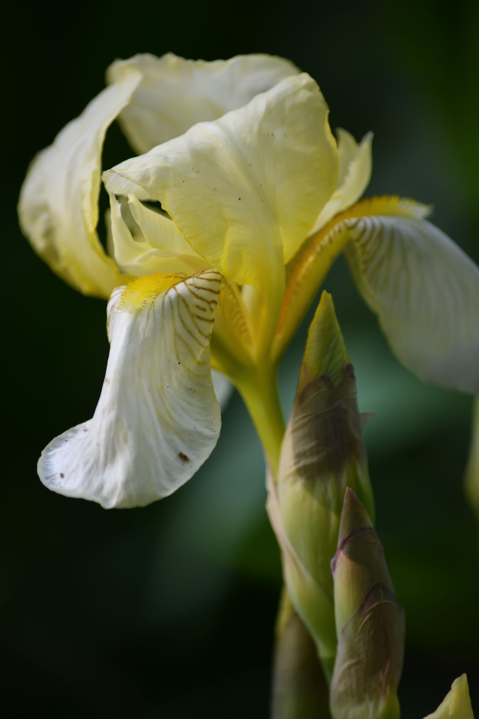 Nikon D5200 sample photo. Irises, yellow, may photography