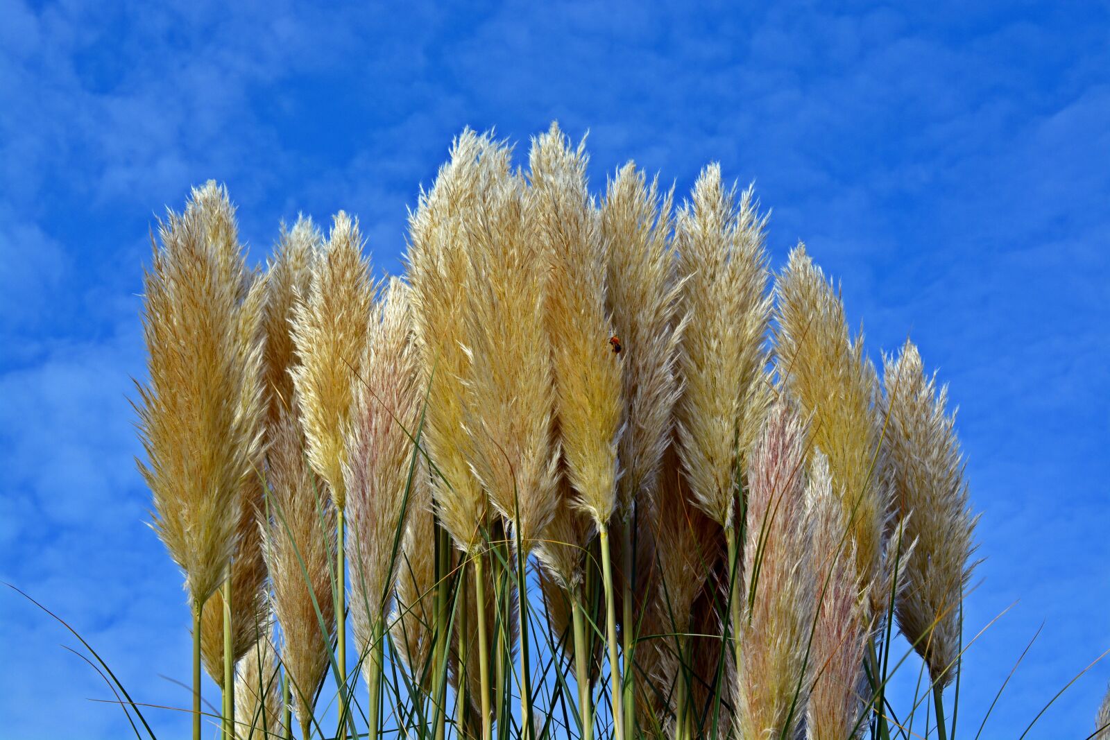 Nikon D5200 sample photo. Selloana, sky, grasses photography