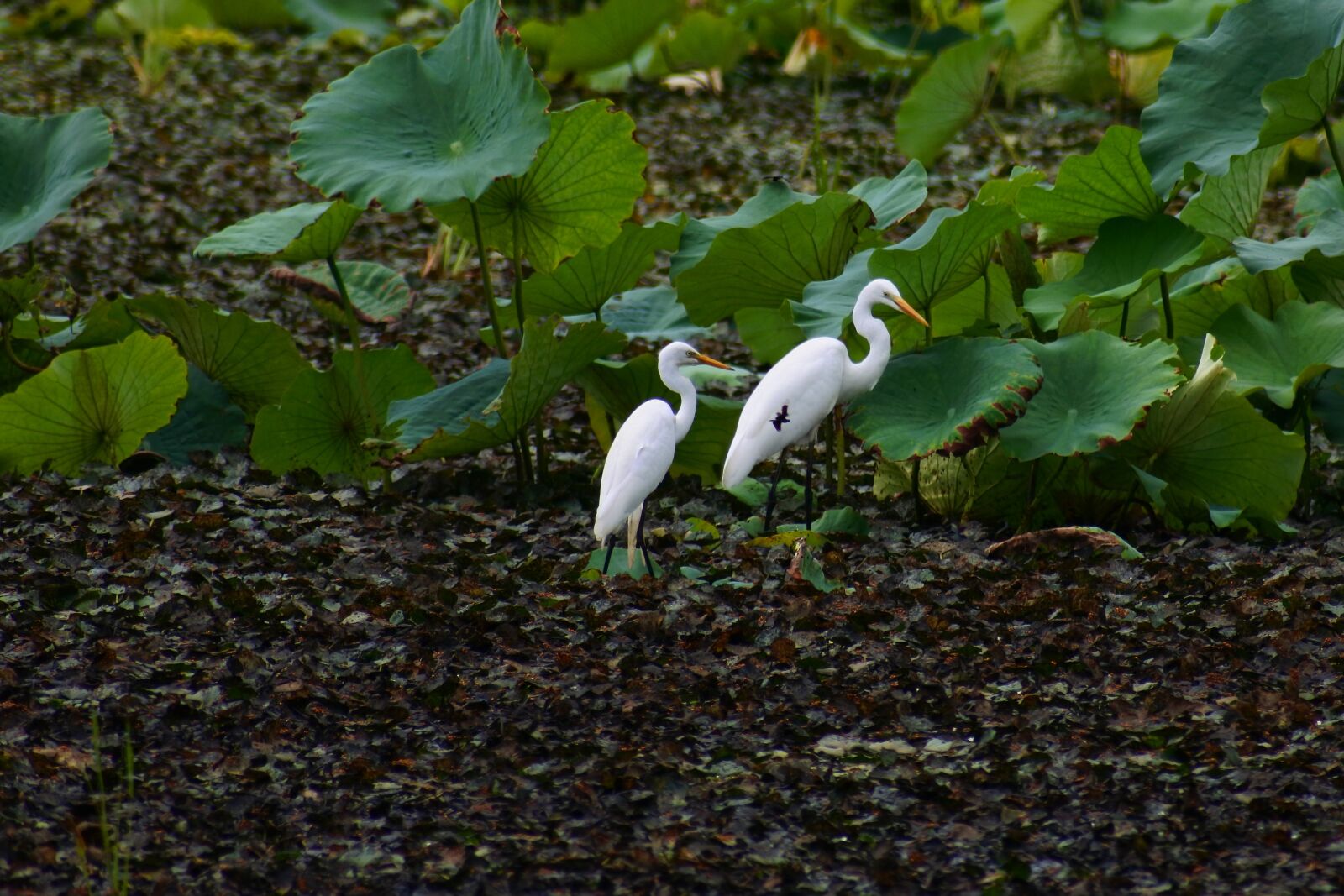 VR 70-300mm f/4.5-6.3G sample photo. Animal, pond, lotus photography