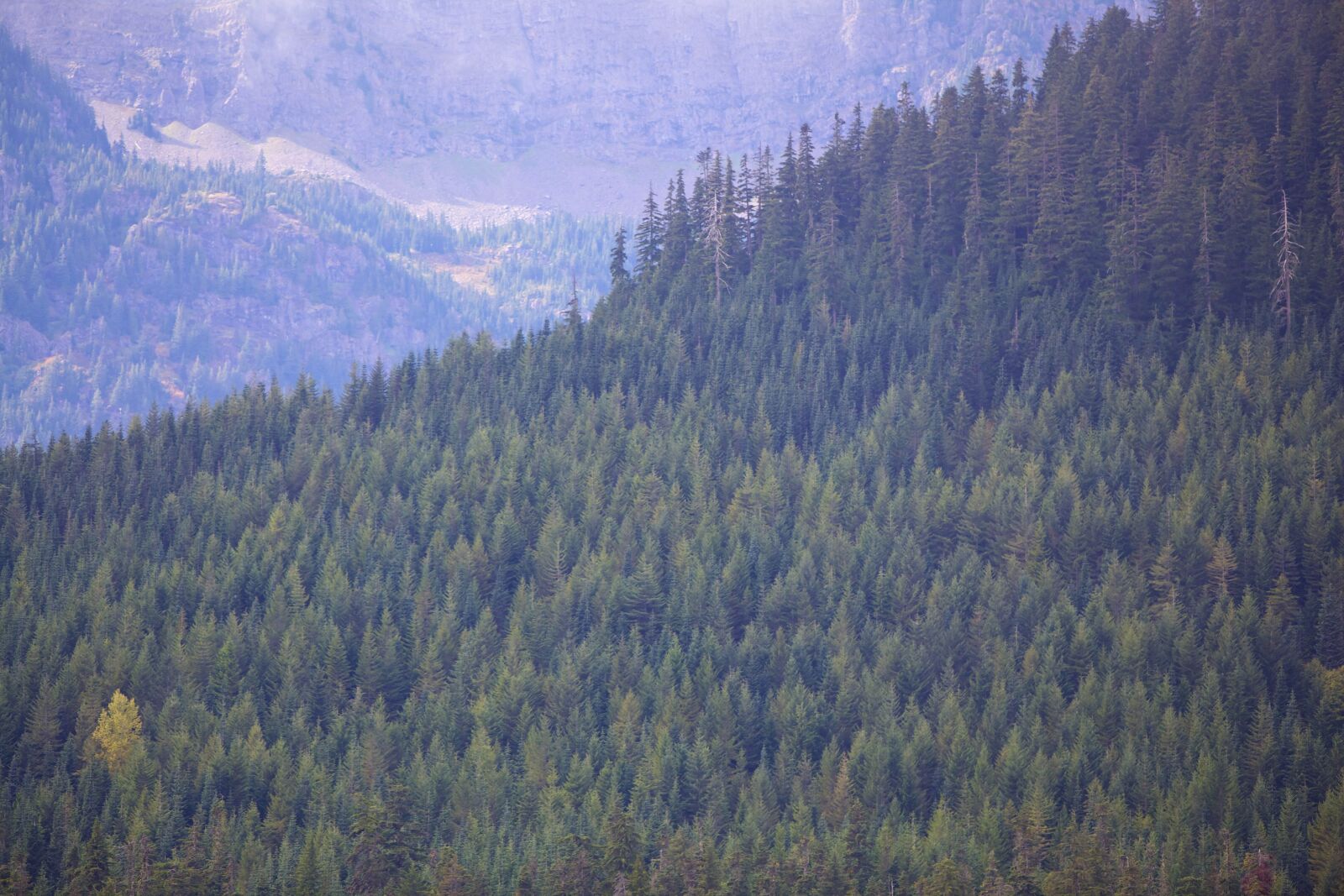 Canon EOS 5D Mark II sample photo. Forest, hillside photography