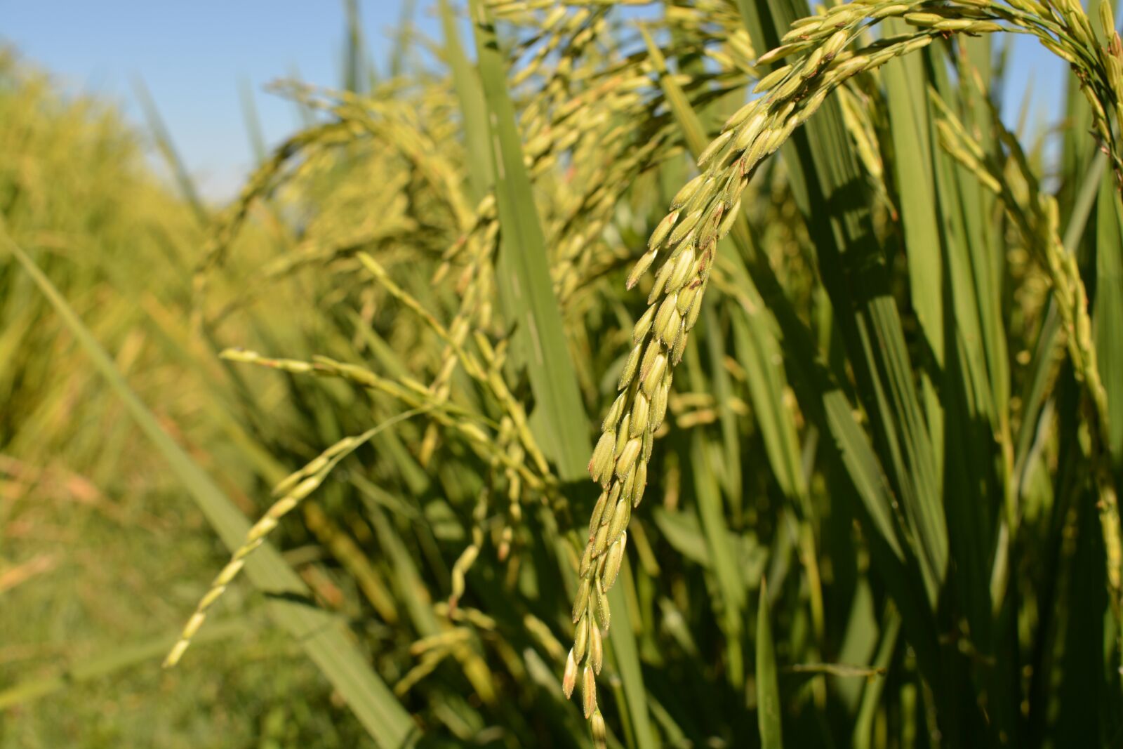 Nikon D7100 sample photo. Rice up japanese, organic photography