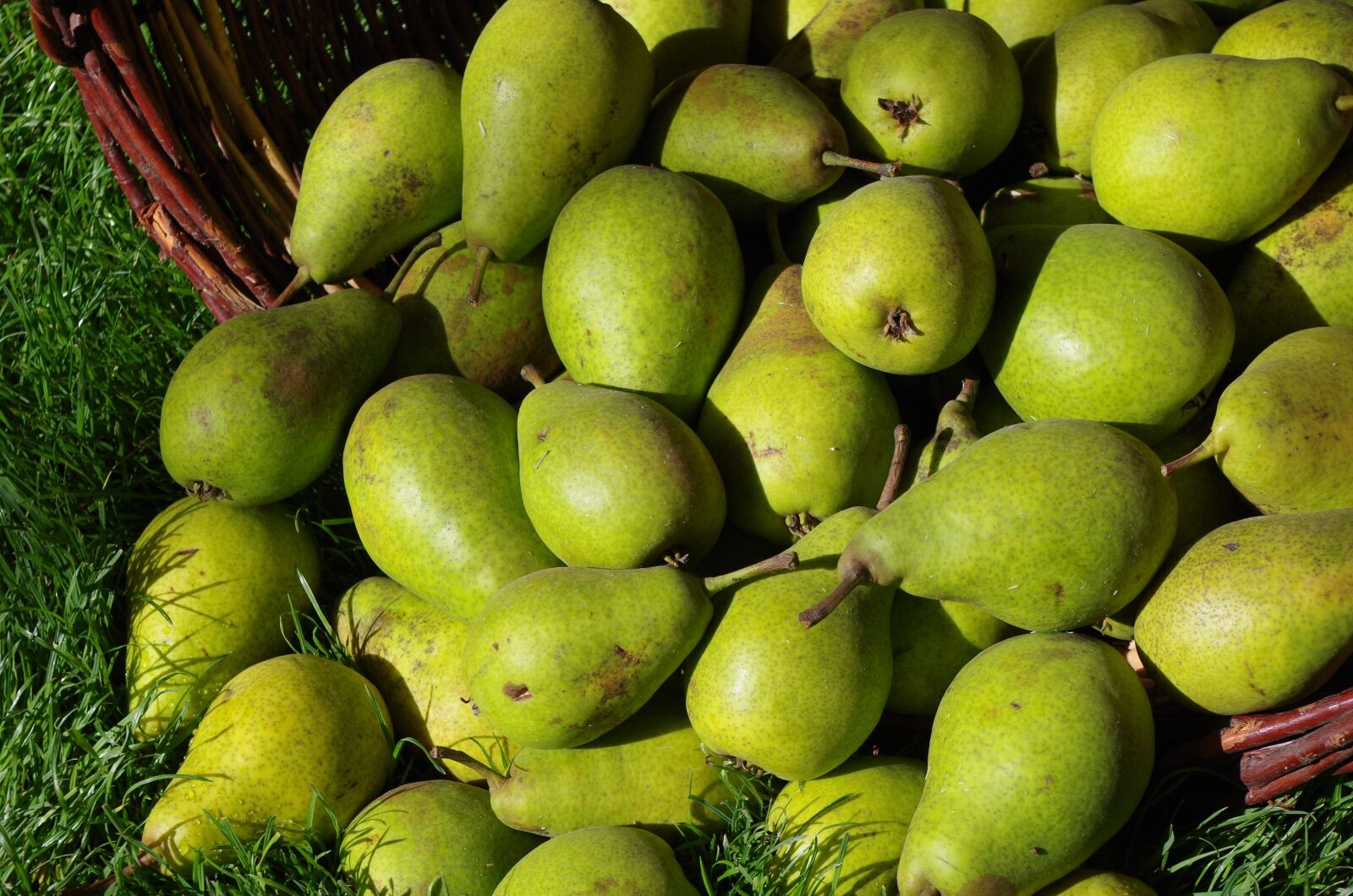 Pentax K-30 sample photo. Pears, fruits, fruit photography