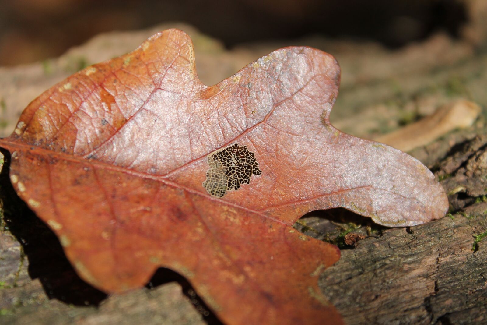 Canon EOS 1100D (EOS Rebel T3 / EOS Kiss X50) sample photo. Leaves, autumn, texture photography