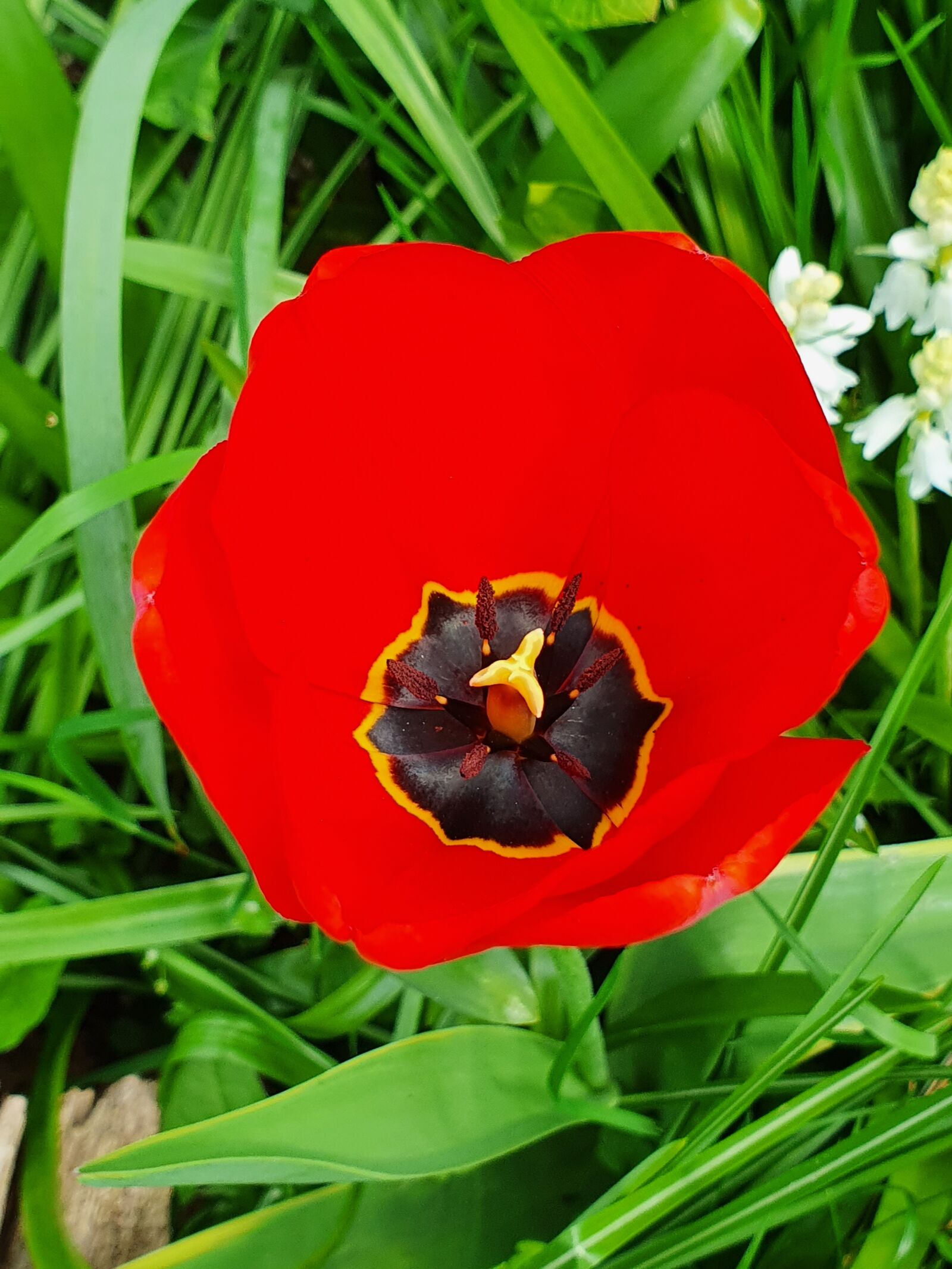 Samsung Galaxy S10+ sample photo. Red, nature, tulips photography