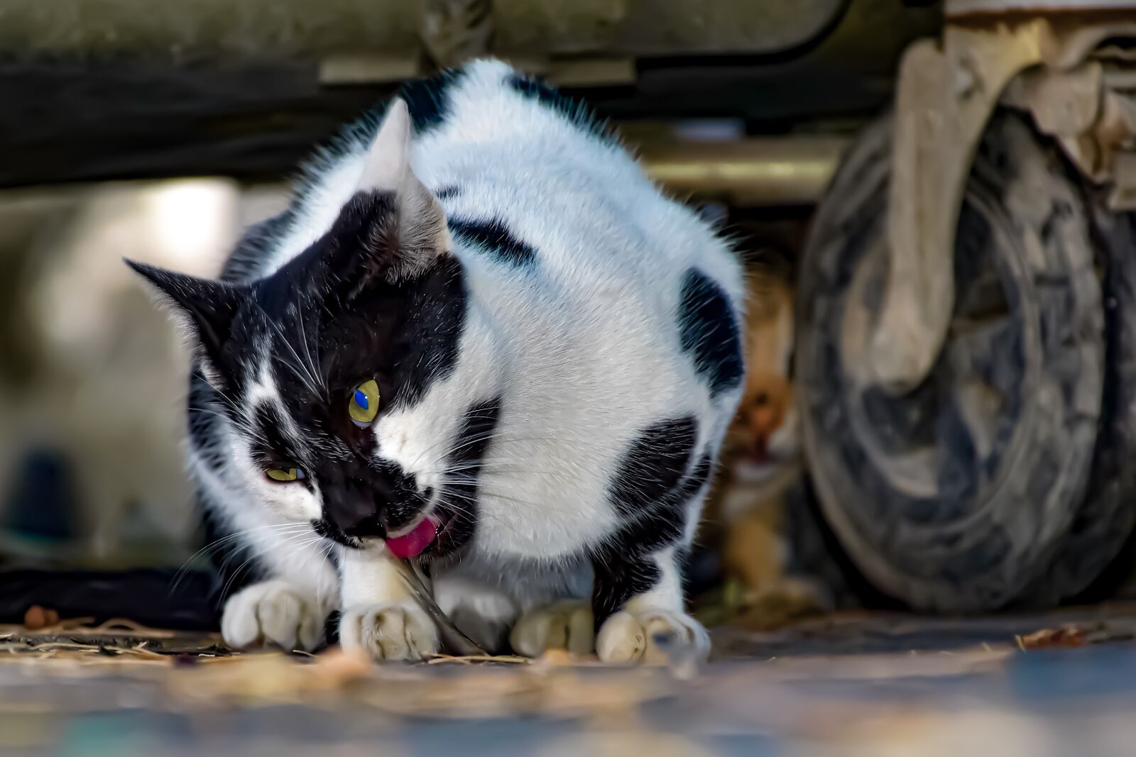 Nikon D5600 sample photo. Street cat, wild, eat photography